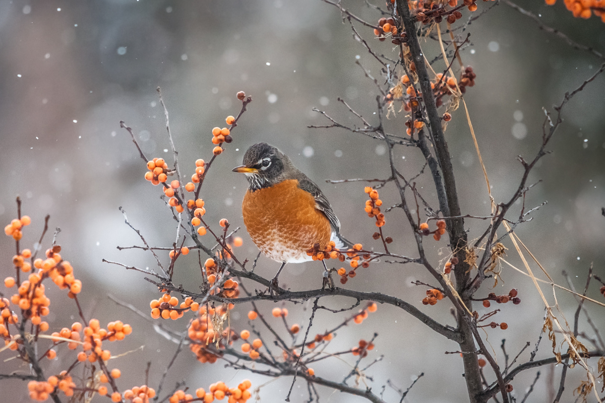 Image for challenge: Festive Feathers - Holiday Photo Challenge