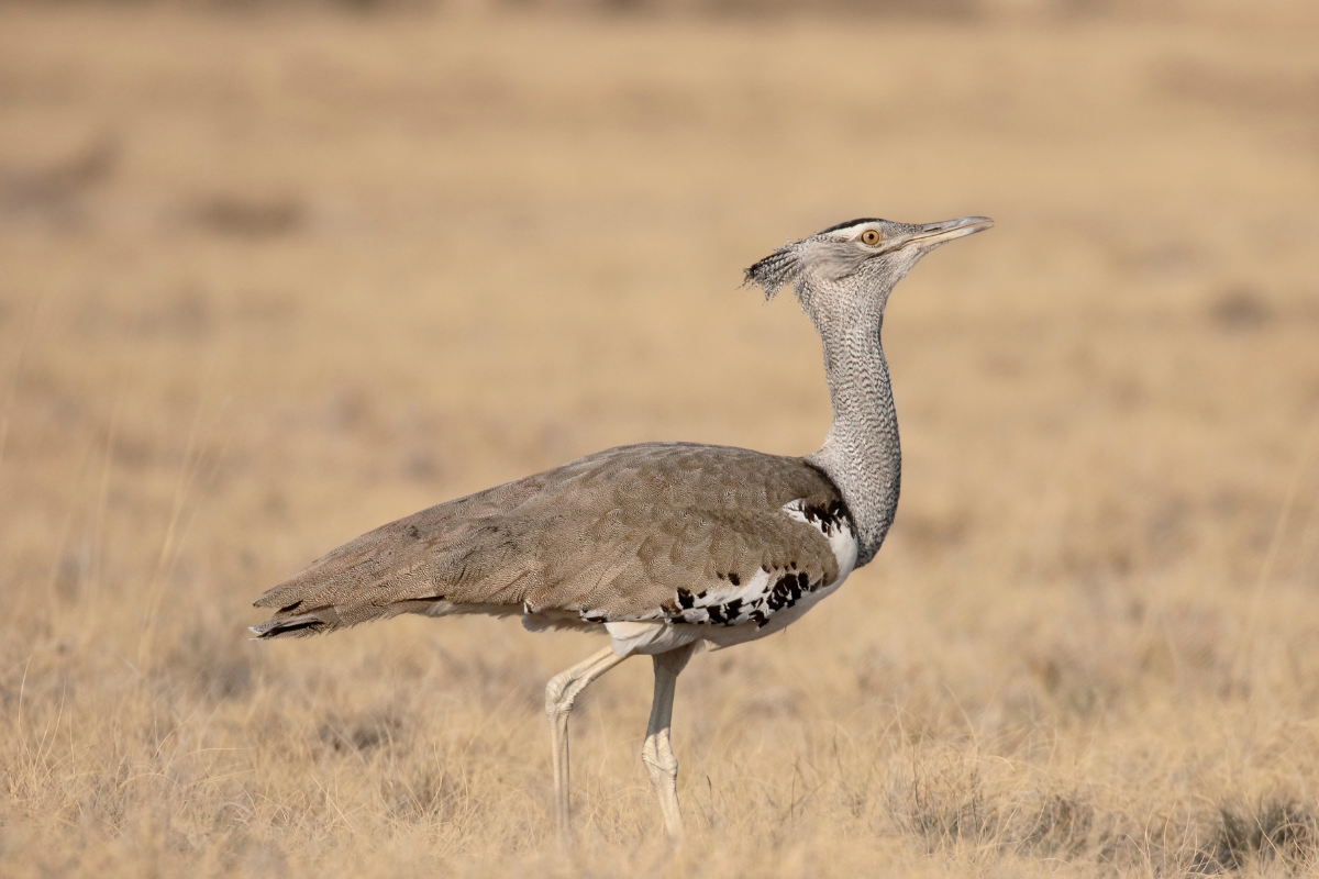 Image for challenge: Kruger National Park Challenge 2024