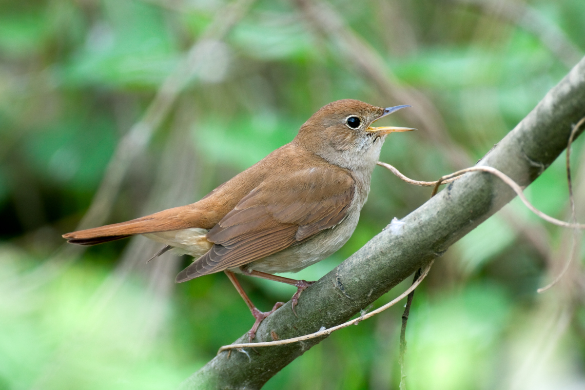 Image for challenge: June Challenge 2025