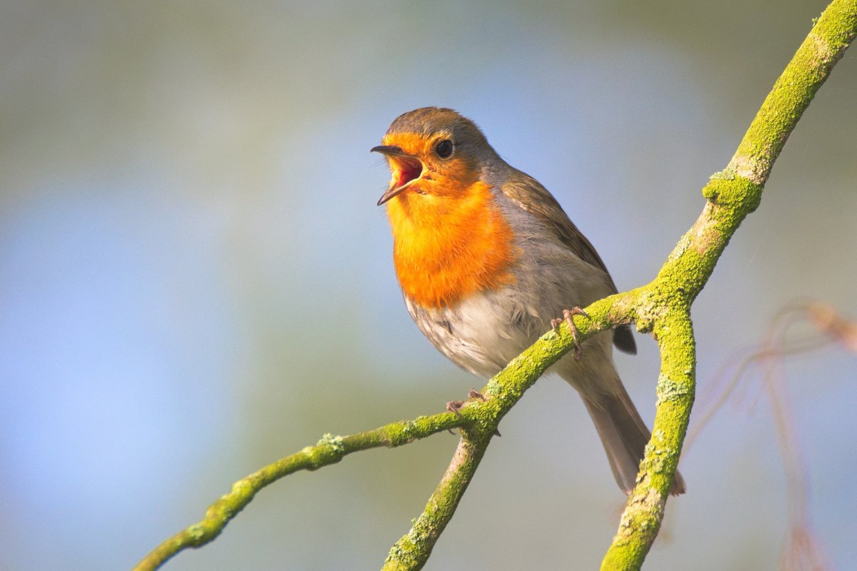 Image for challenge: 30 Days of Birding Challenge