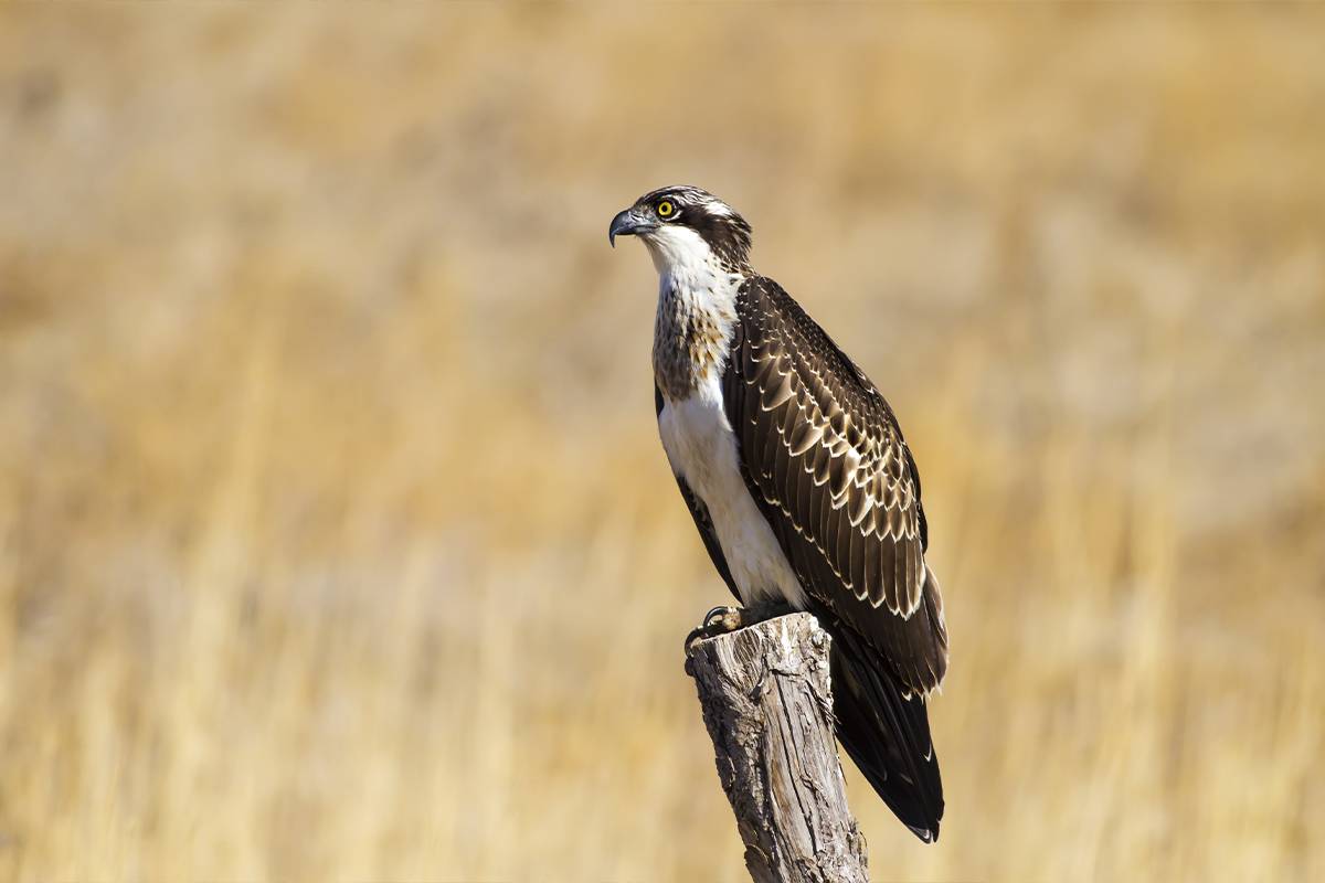 Image for challenge: Birdfair 2024 Challenge