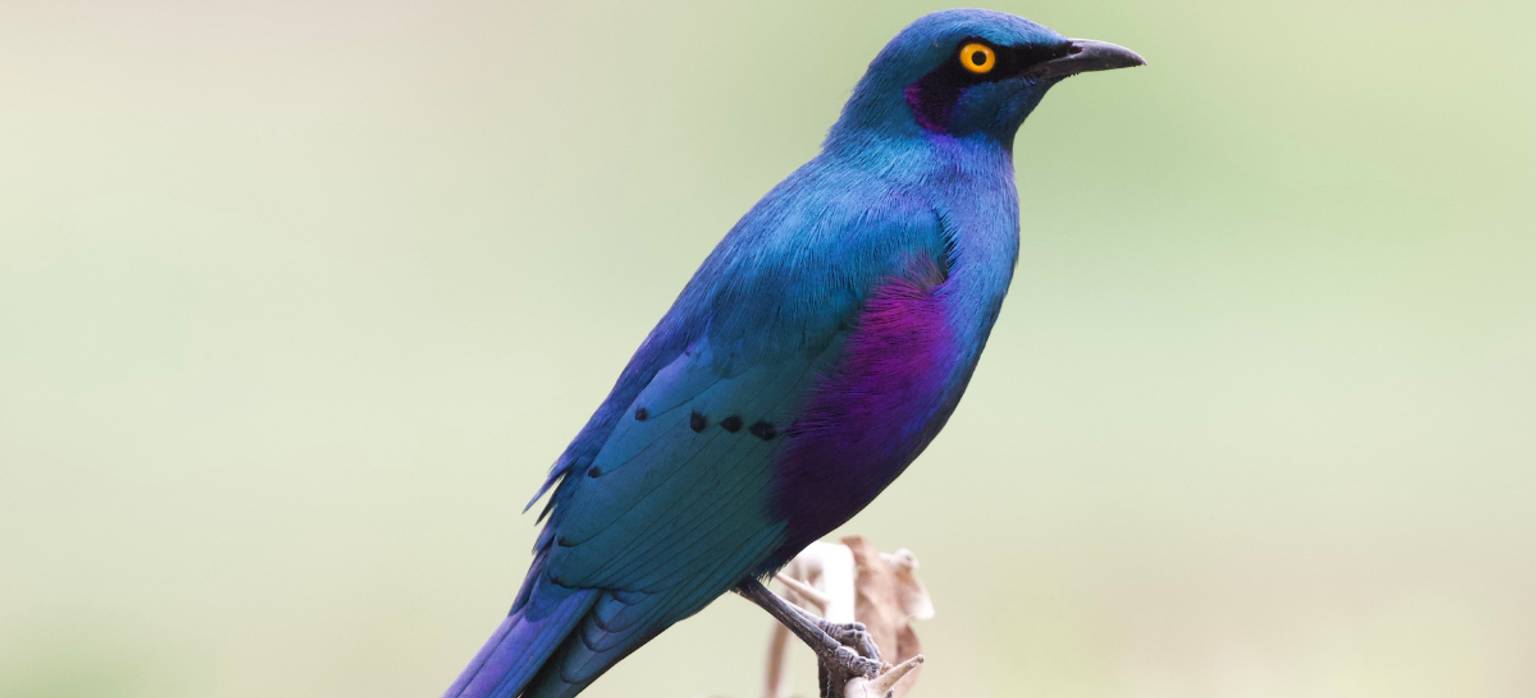 Image for challenge: 12 Birds of Summer Challenge