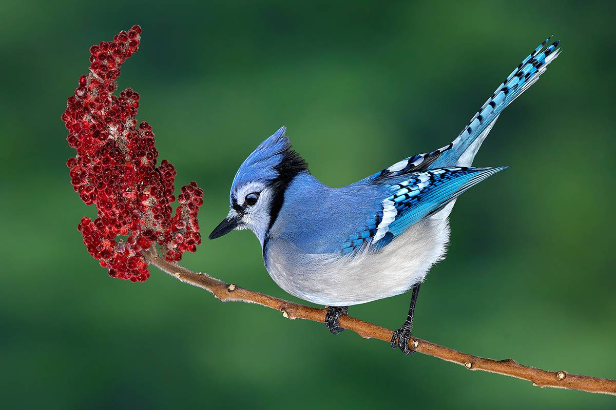 Image for challenge: Falling Leaves, Flying Birds Challenge