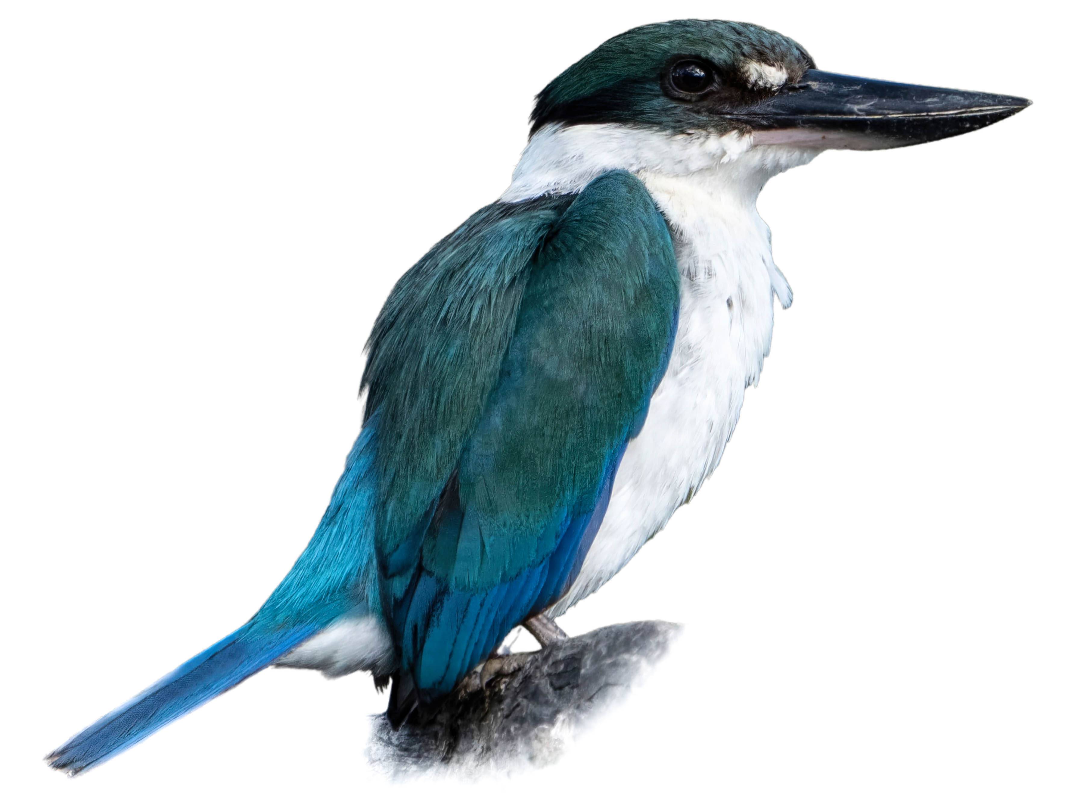 A photo of a Torresian Kingfisher (Todiramphus sordidus)