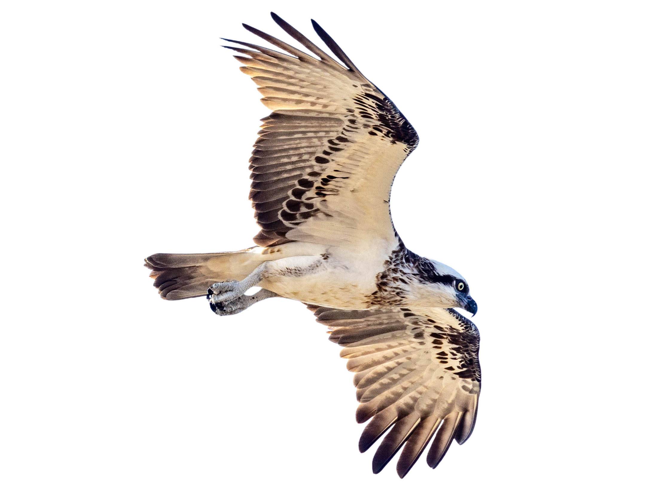 A photo of a Eastern Osprey (Pandion cristatus)