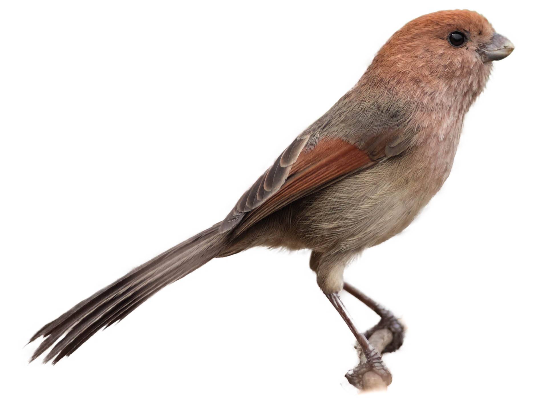 A photo of a Vinous-throated Parrotbill (Sinosuthora webbiana)