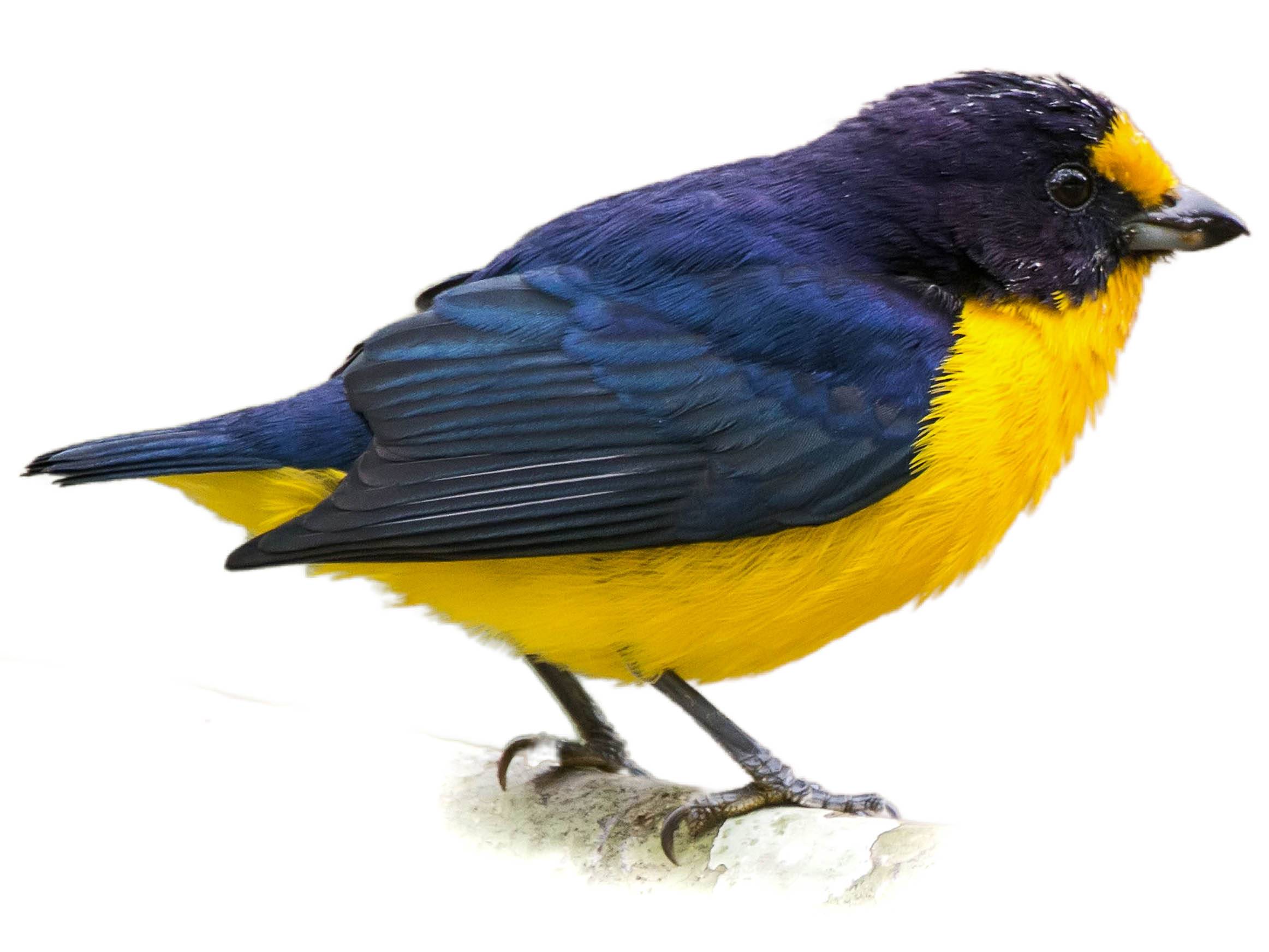 A photo of a Violaceous Euphonia (Euphonia violacea), male