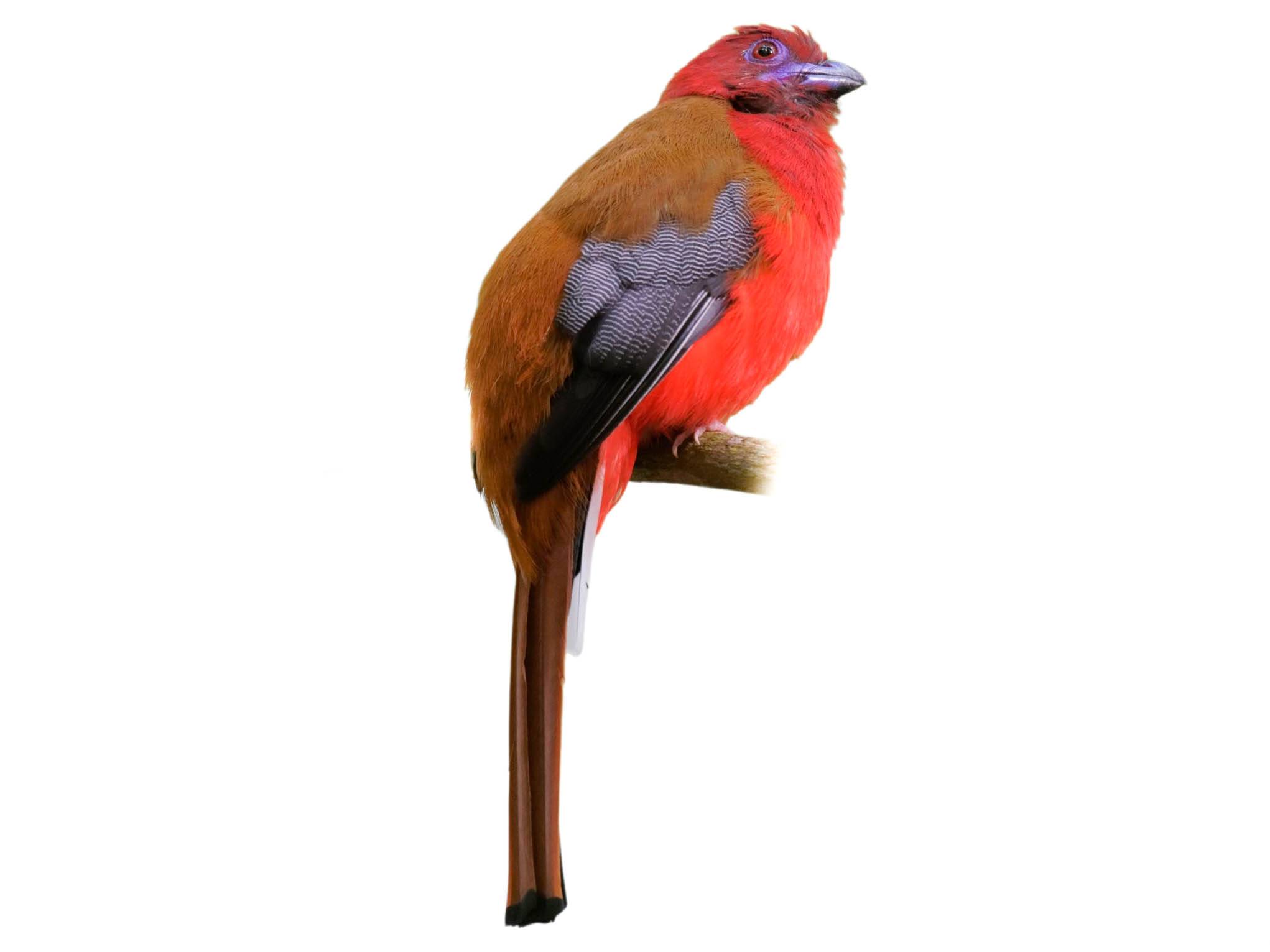 A photo of a Red-headed Trogon (Harpactes erythrocephalus), male