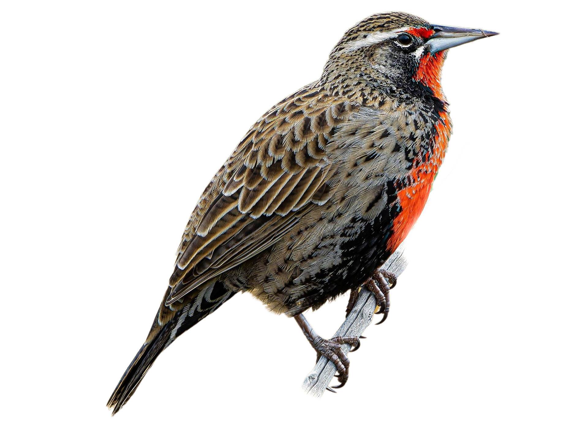 A photo of a Long-tailed Meadowlark (Leistes loyca), male