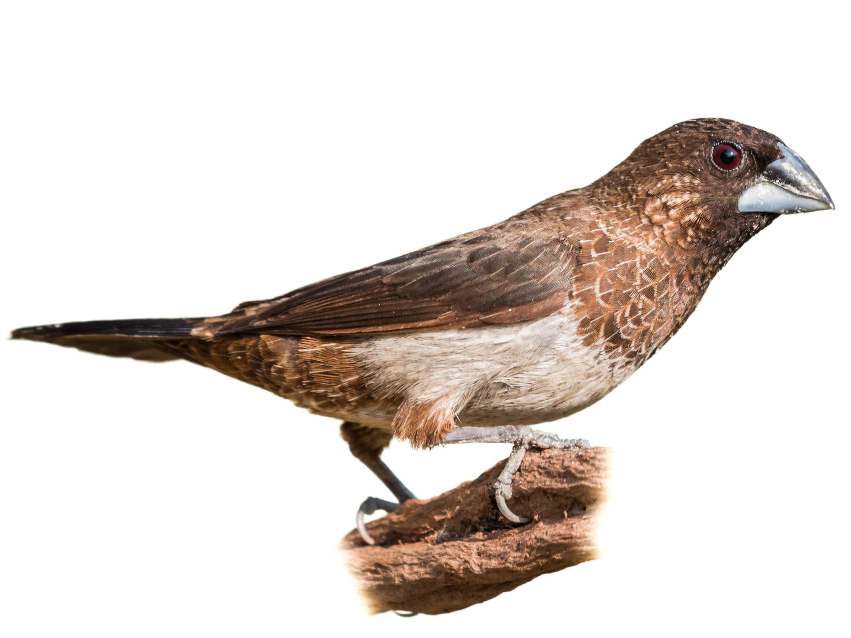 A photo of a White-rumped Munia (Lonchura striata)