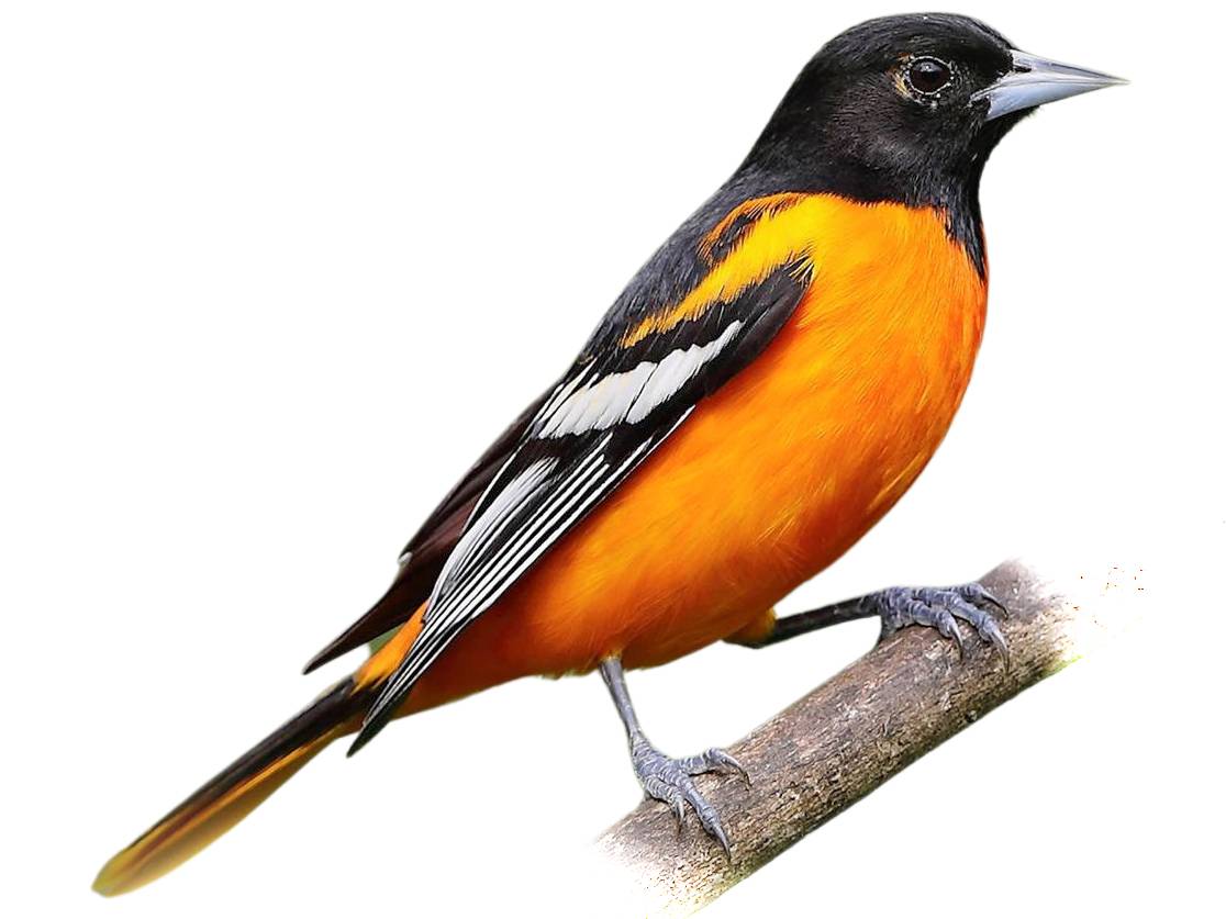 A photo of a Baltimore Oriole (Icterus galbula), male