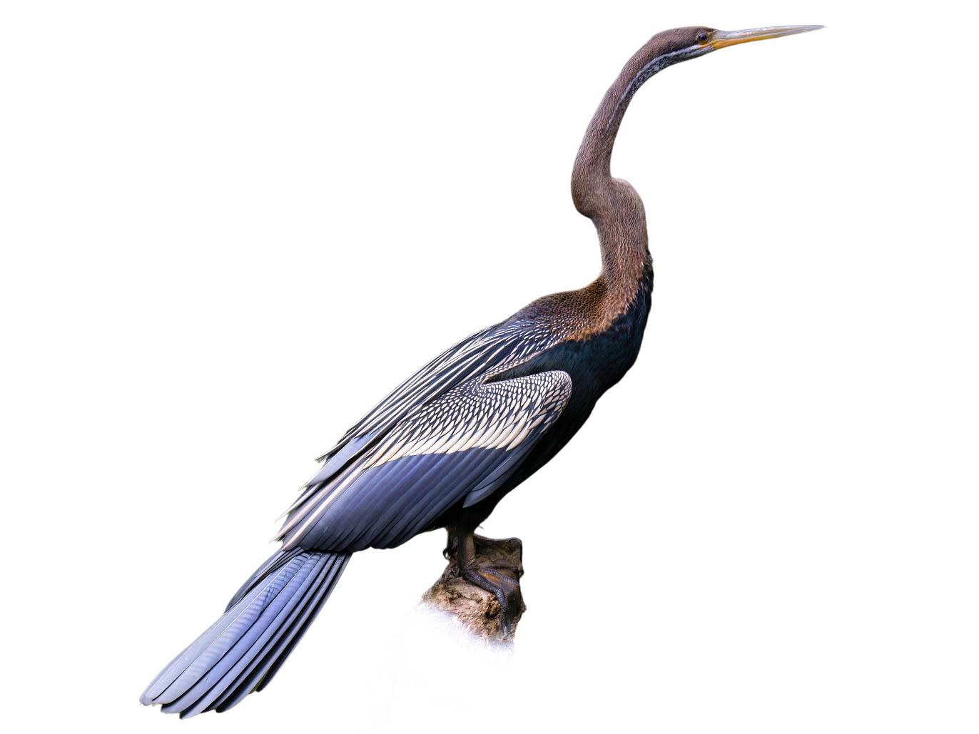 A photo of a Oriental Darter (Anhinga melanogaster), male