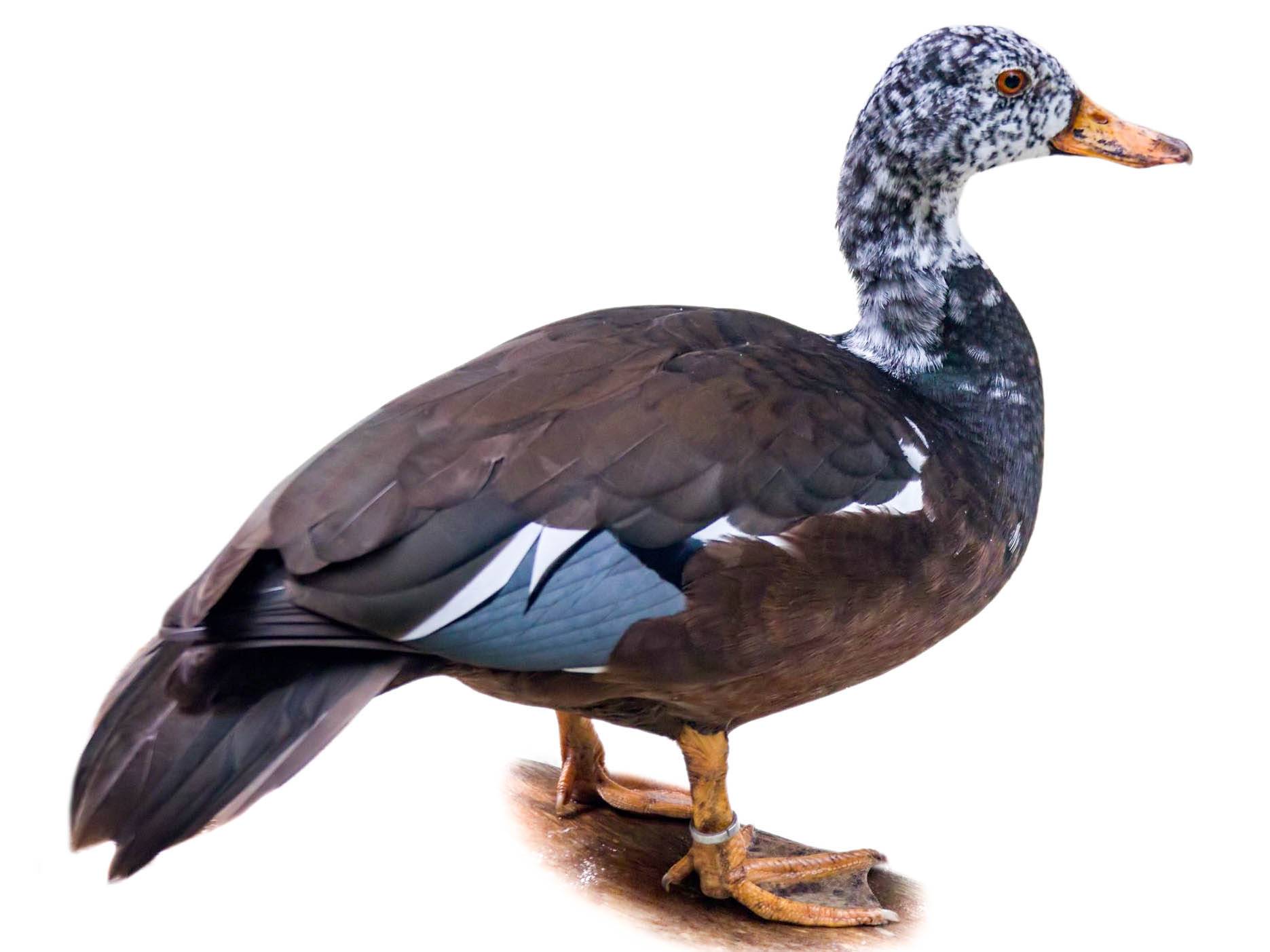 A photo of a White-winged Duck (Asarcornis scutulata)