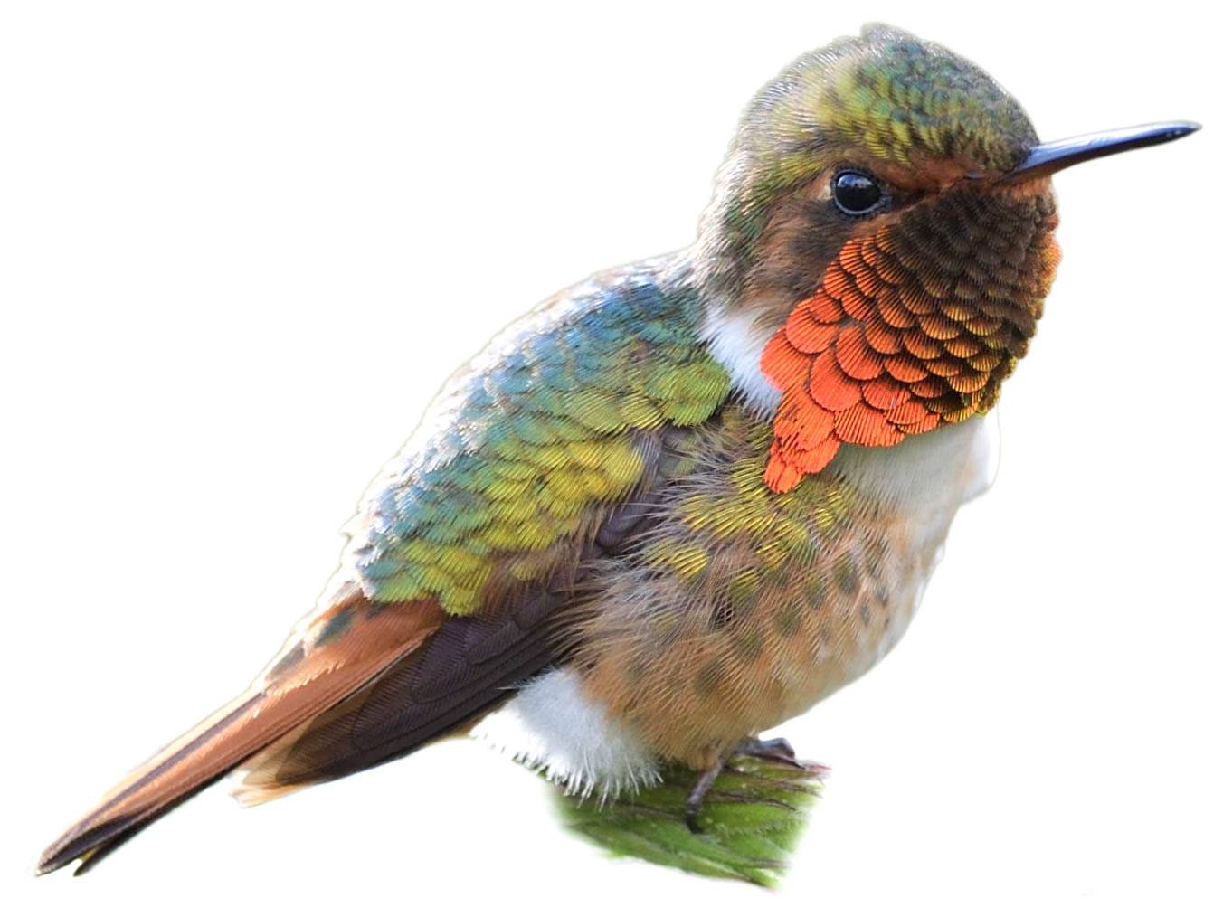 A photo of a Scintillant Hummingbird (Selasphorus scintilla), male