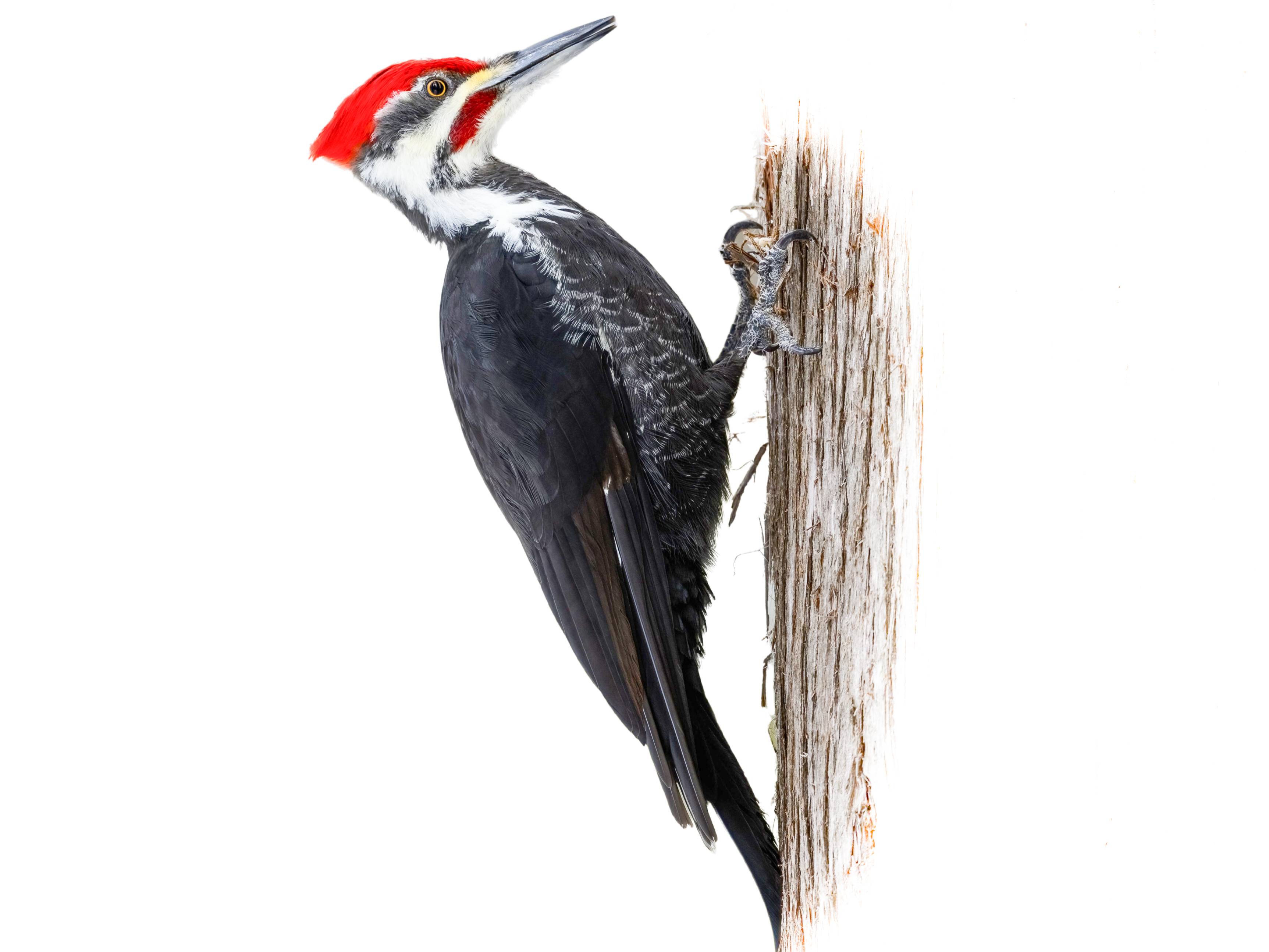 A photo of a Pileated Woodpecker (Dryocopus pileatus), male