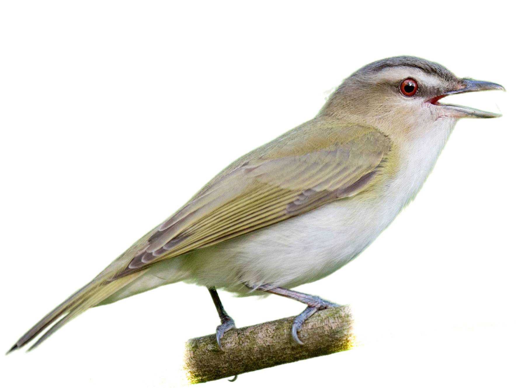 A photo of a Red-eyed Vireo (Vireo olivaceus)