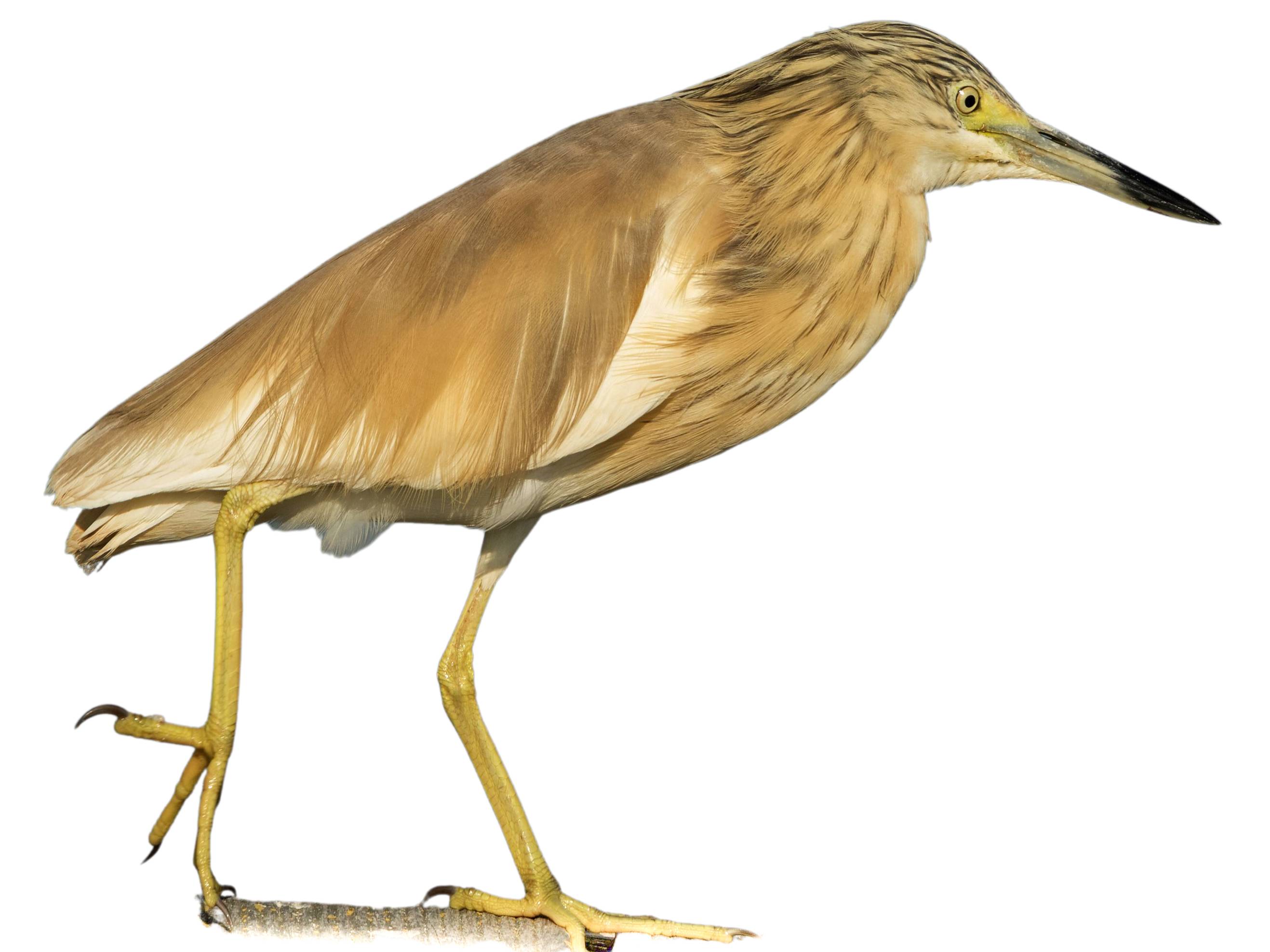 A photo of a Squacco Heron (Ardeola ralloides)