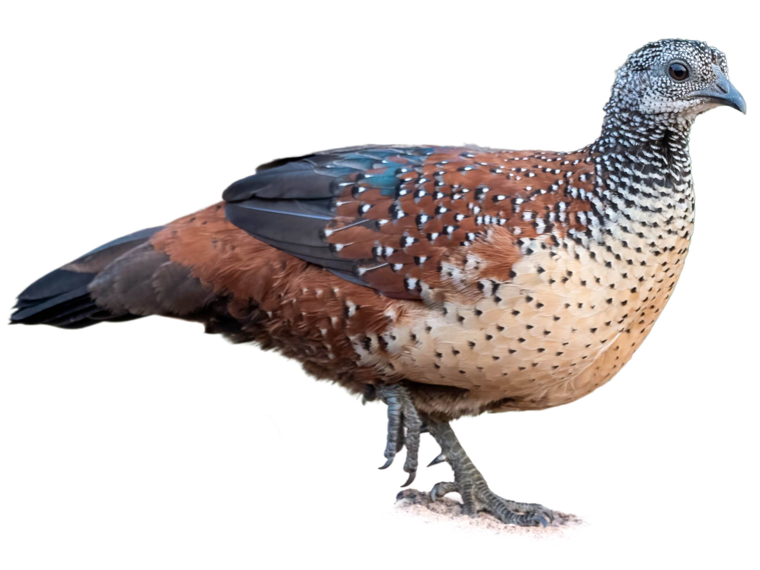 A photo of a Painted Spurfowl (Galloperdix lunulata), male