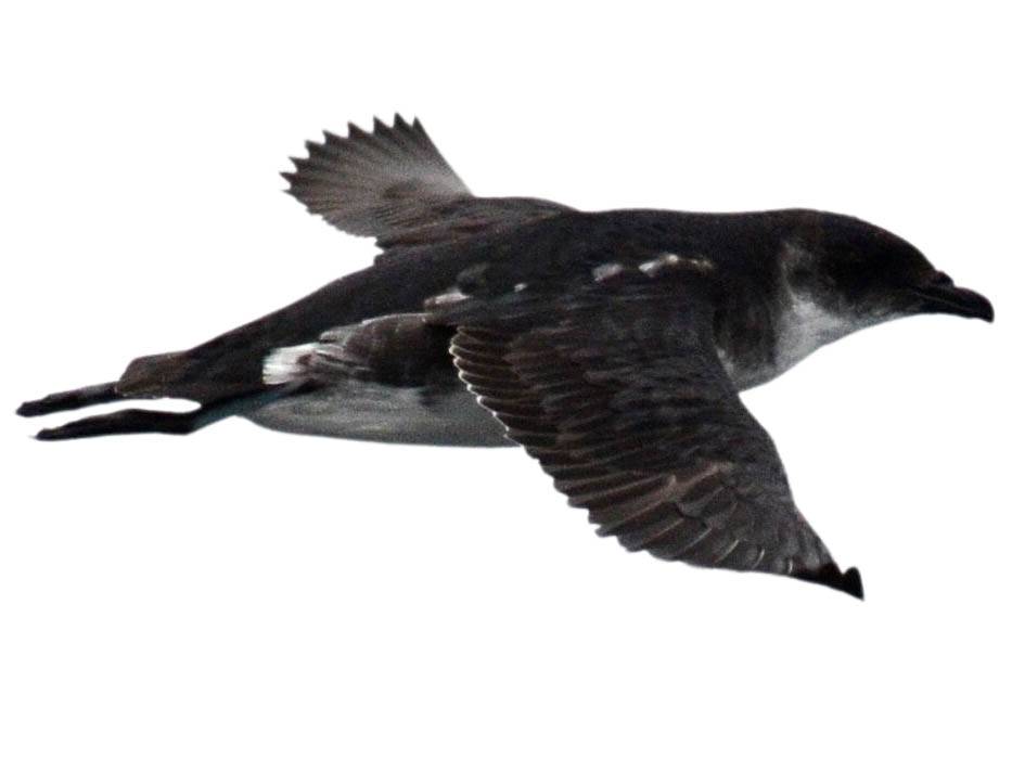 A photo of a Peruvian Diving Petrel (Pelecanoides garnotii)