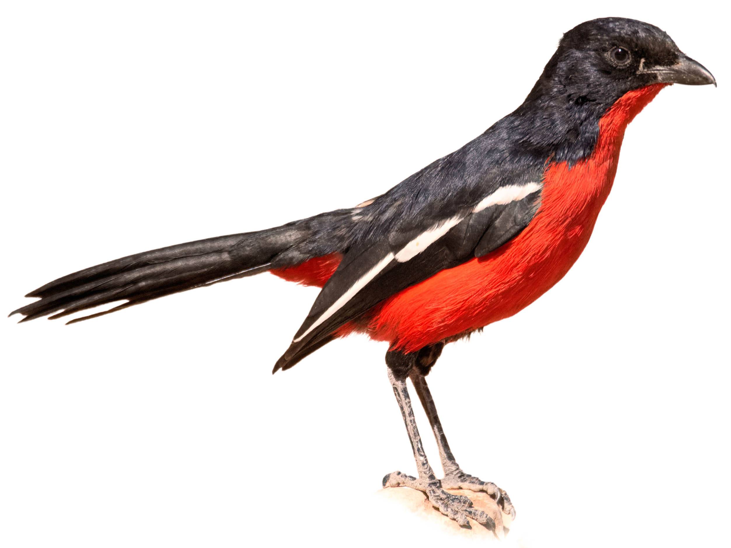 Crimson-breasted Shrike (Laniarius atrococcineus) identification