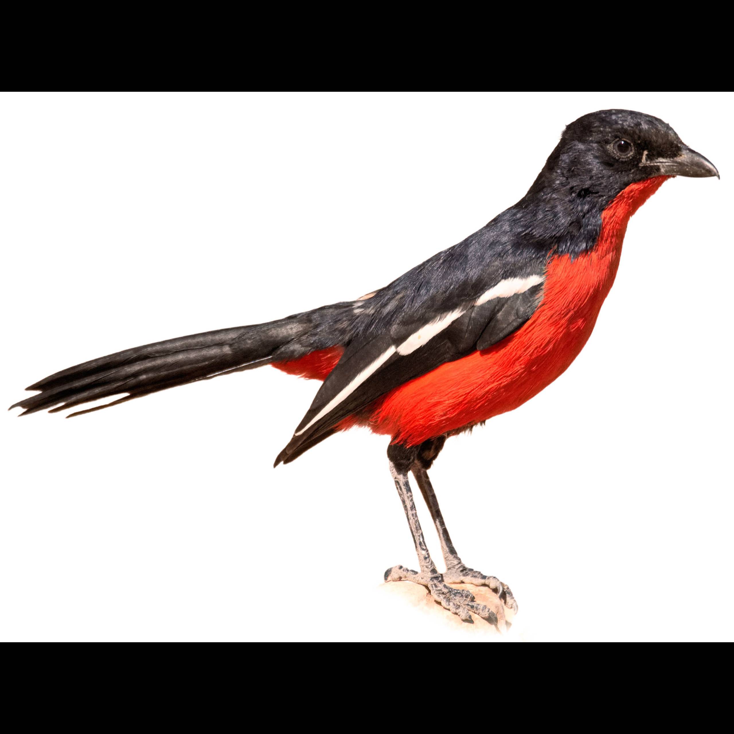 Crimson breasted Shrike Laniarius Atrococcineus Identification Birda crimson-breasted-shrike-laniarius-atrococcineus-identification-birda