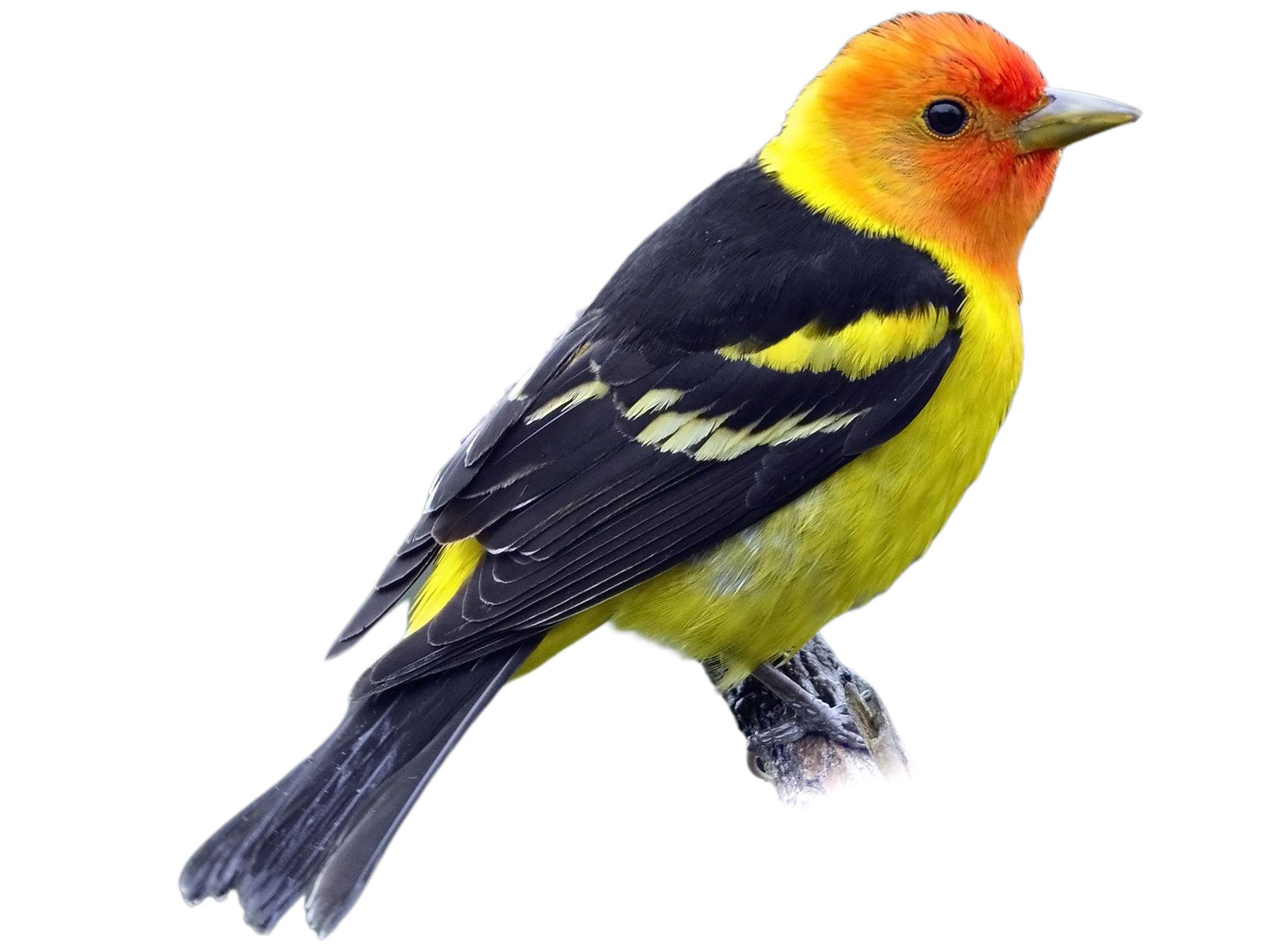 A photo of a Western Tanager (Piranga ludoviciana), male