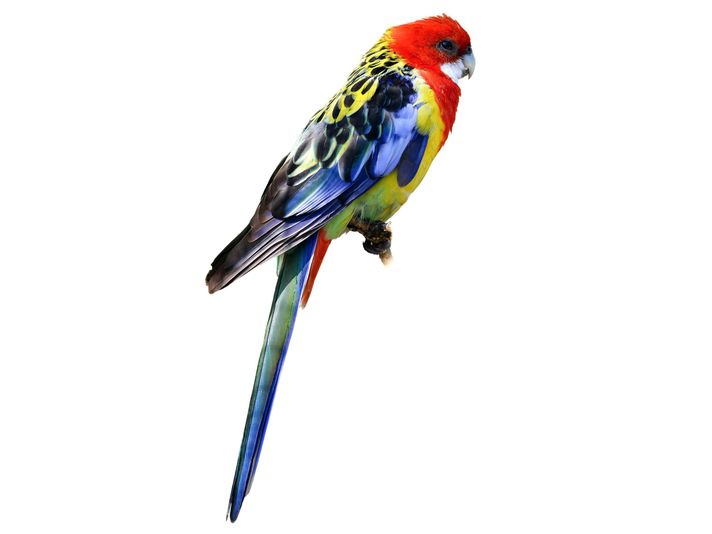 A photo of a Eastern Rosella (Platycercus eximius)