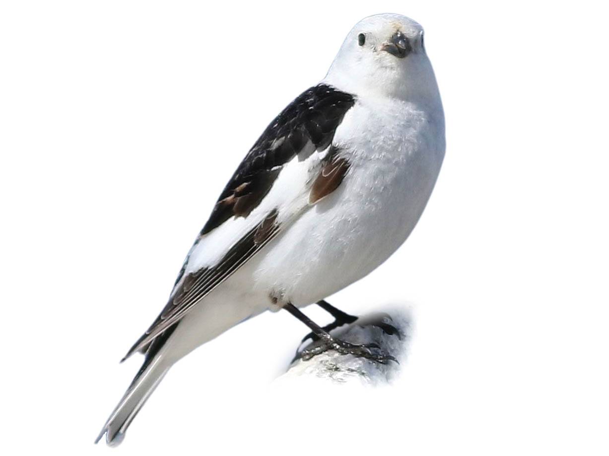 A photo of a Snow Bunting (Plectrophenax nivalis), male