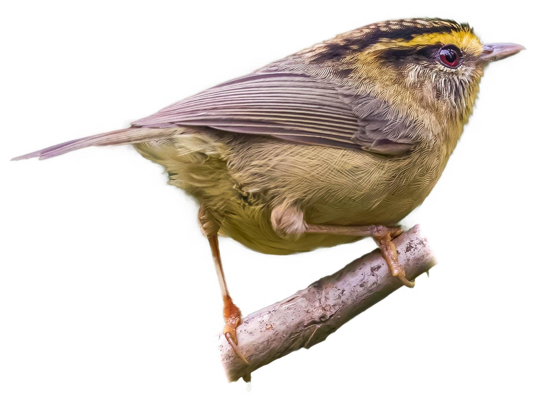 A photo of a Yellow-throated Fulvetta (Schoeniparus cinereus)