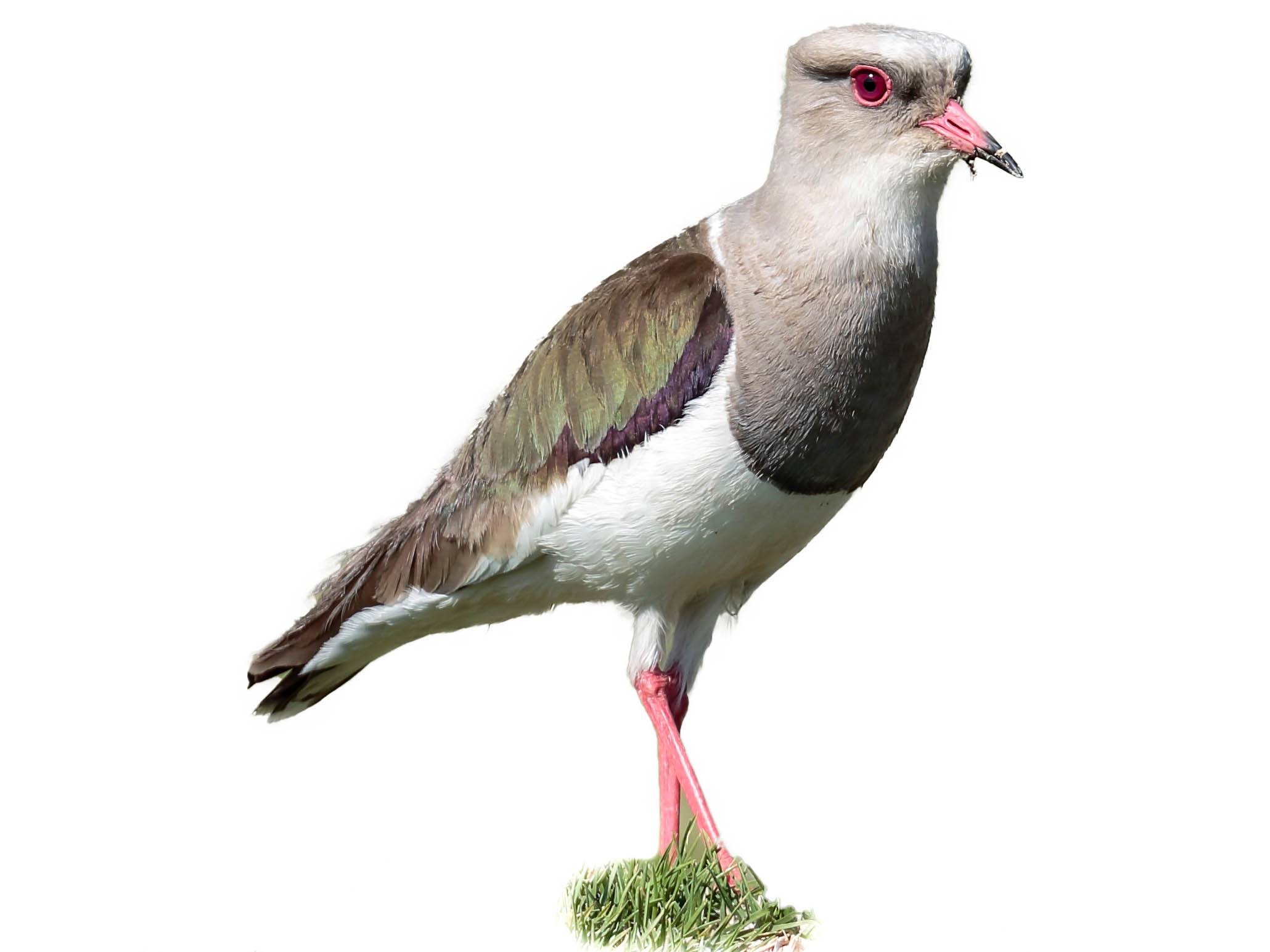 A photo of a Andean Lapwing (Vanellus resplendens)