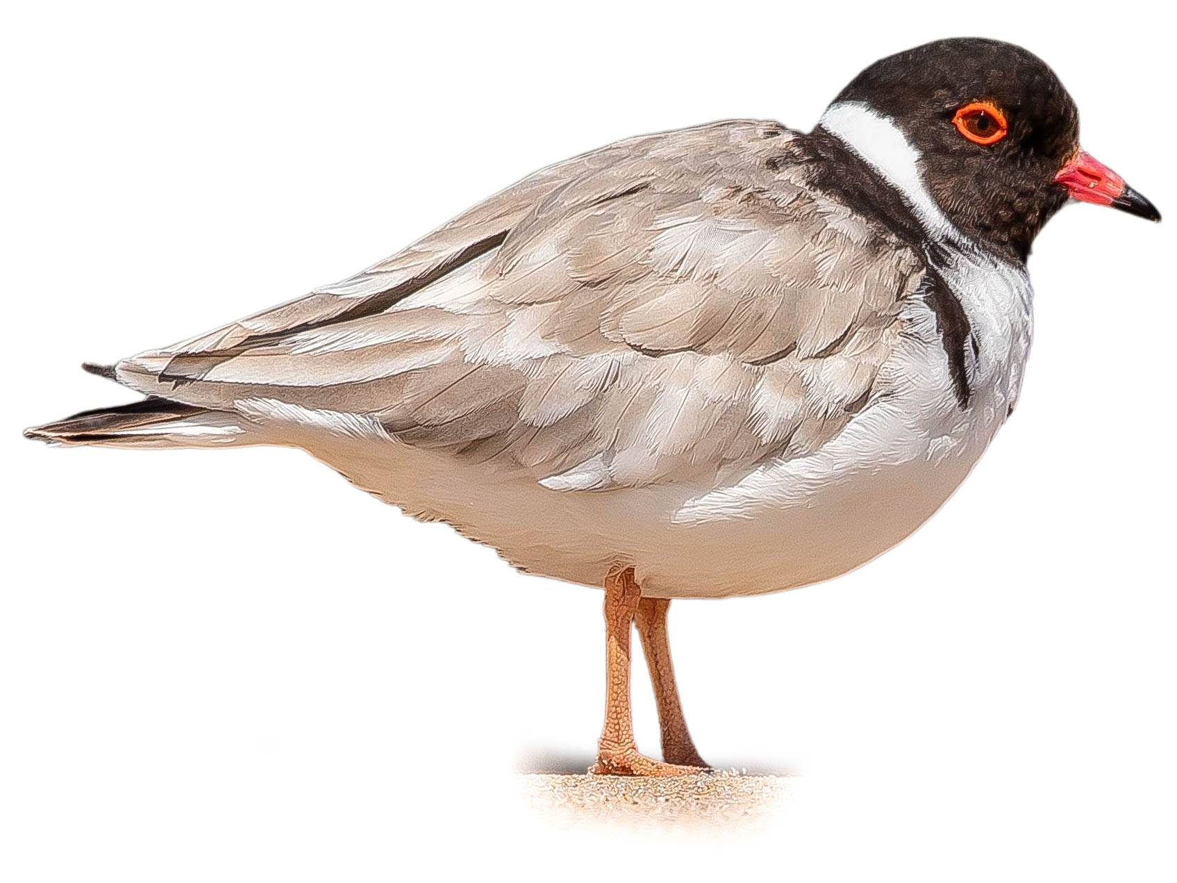 A photo of a Hooded Dotterel (Thinornis cucullatus)