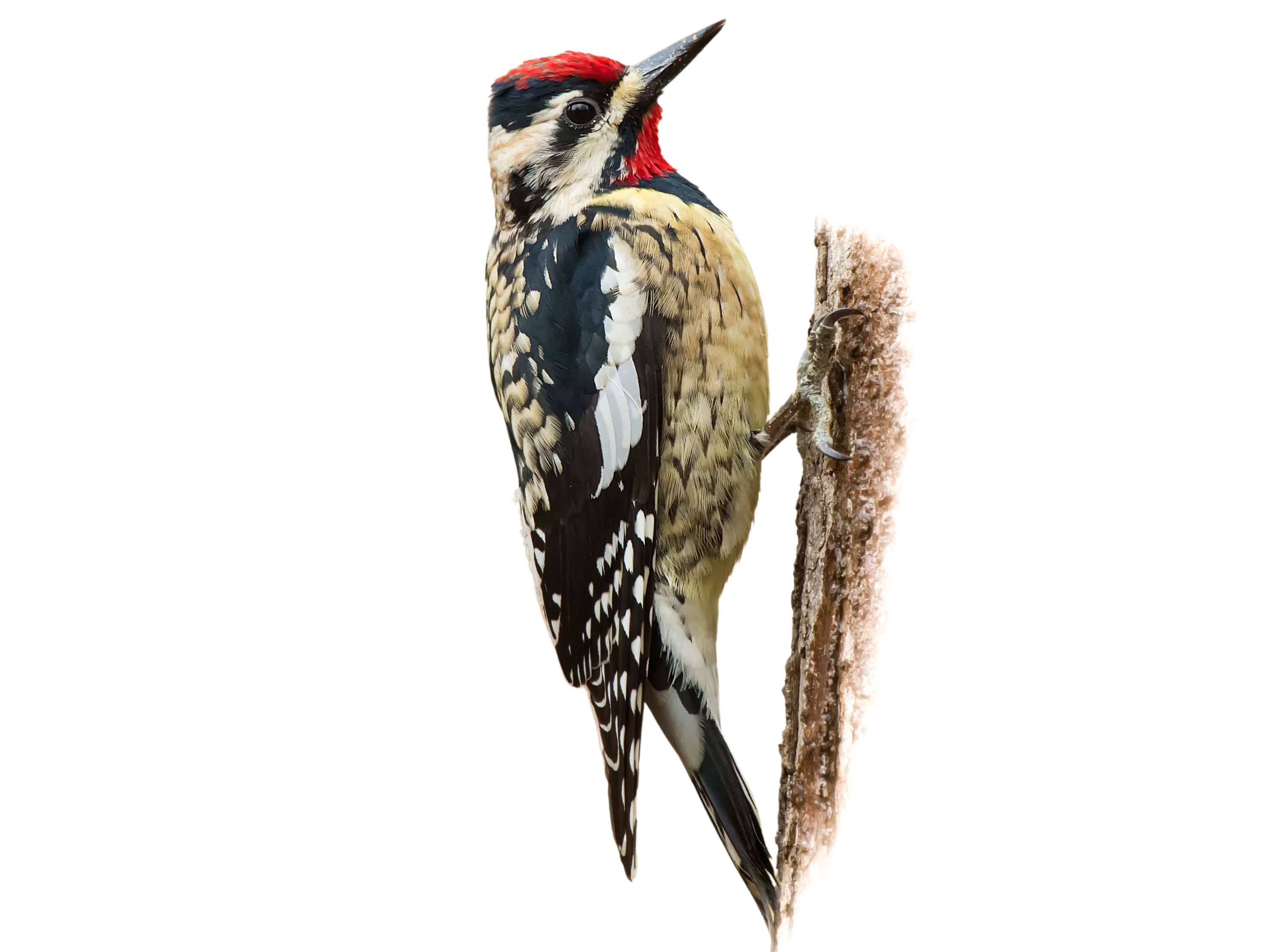 A photo of a Yellow-bellied Sapsucker (Sphyrapicus varius), male