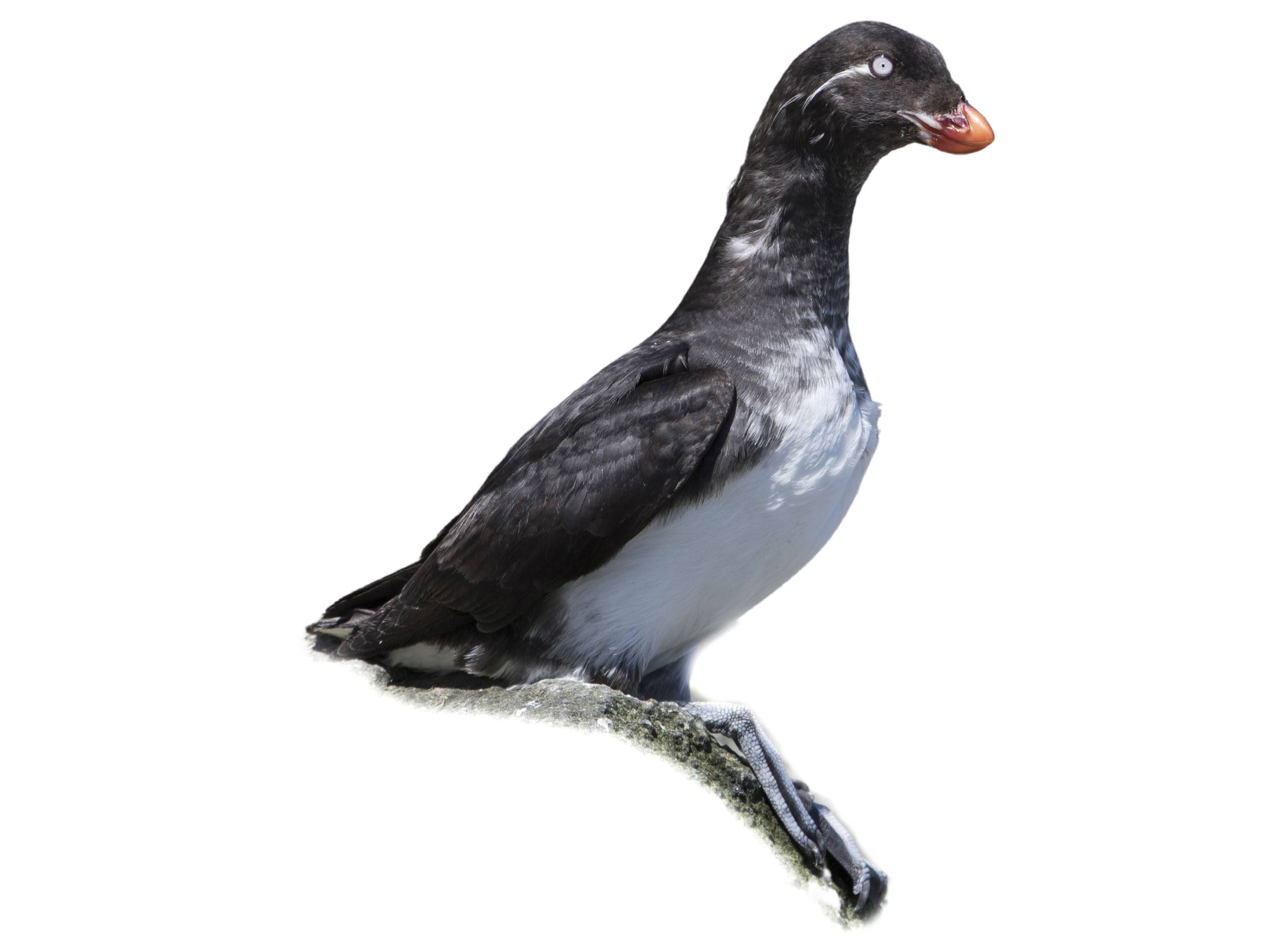 パフィン　カリブ s-l1200.jpg