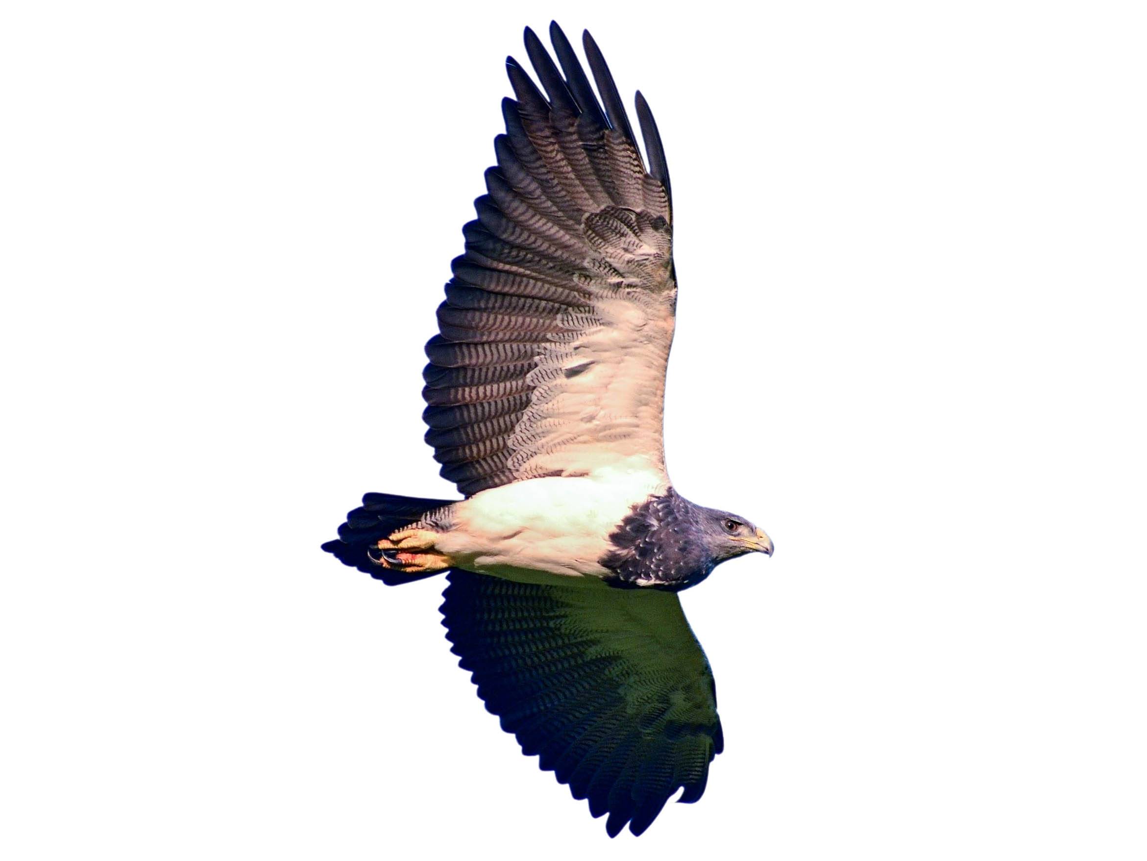 A photo of a Black-chested Buzzard-Eagle (Geranoaetus melanoleucus)