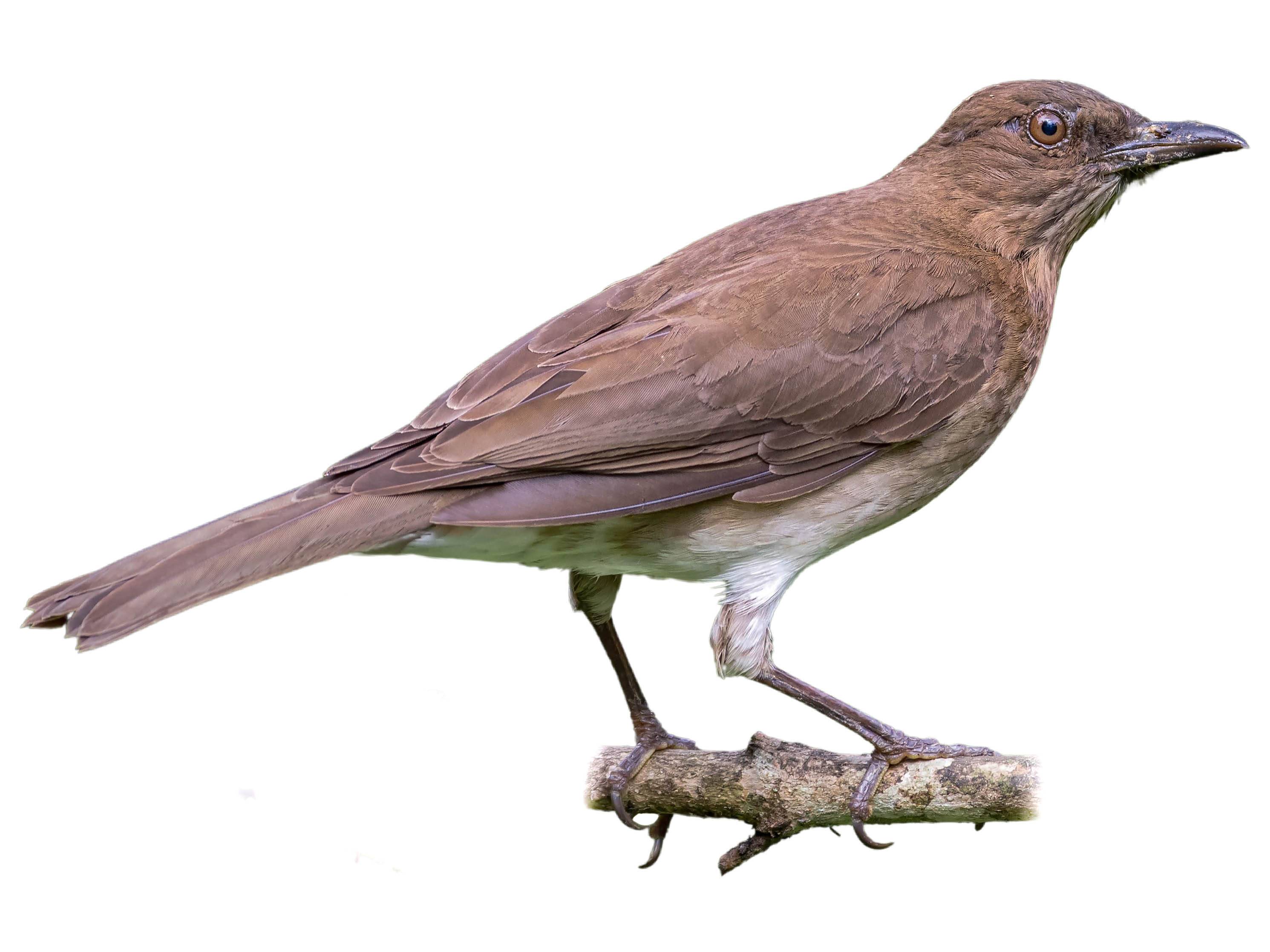 A photo of a Black-billed Thrush (Turdus ignobilis)