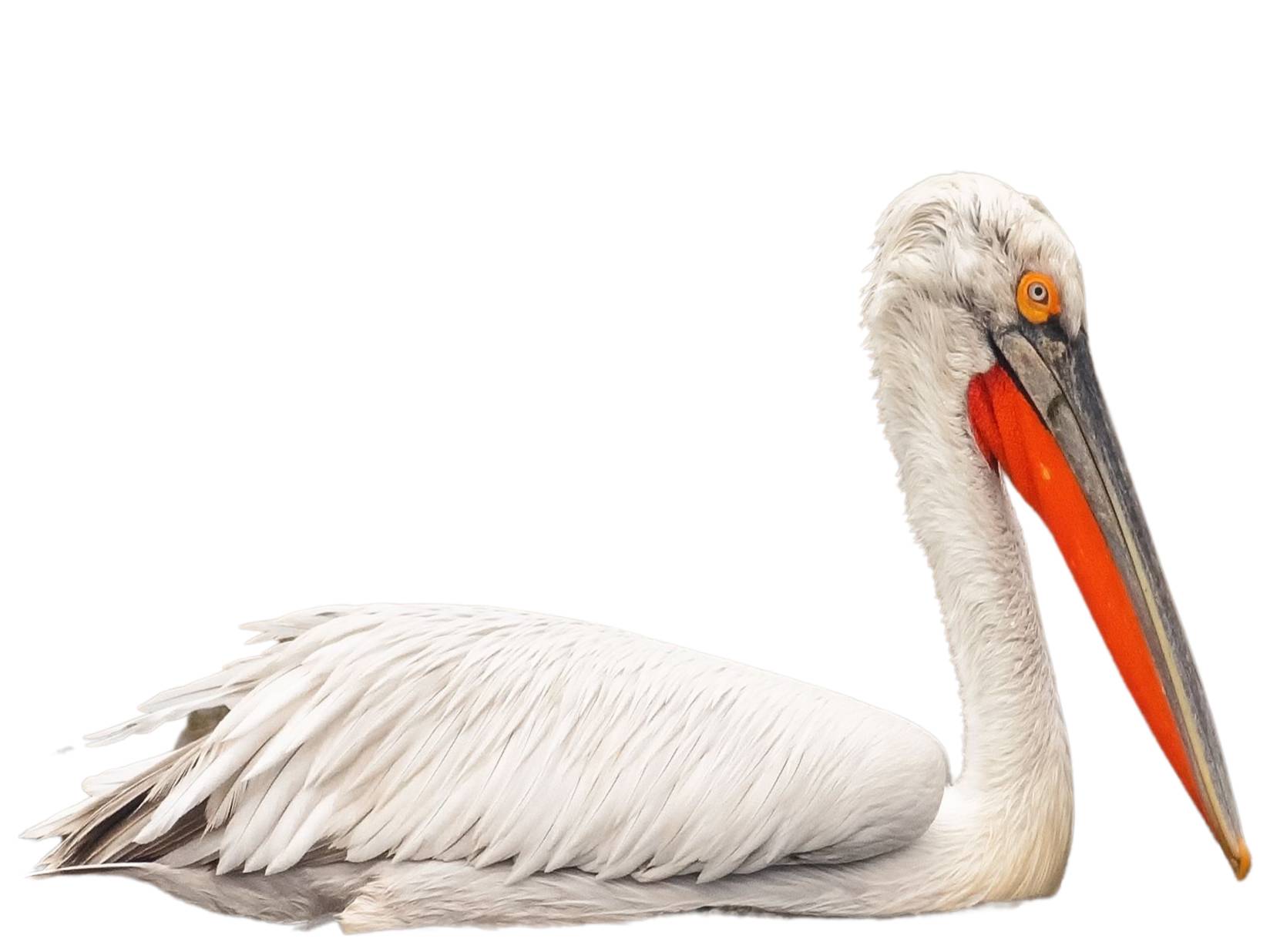 A photo of a Dalmatian Pelican (Pelecanus crispus)