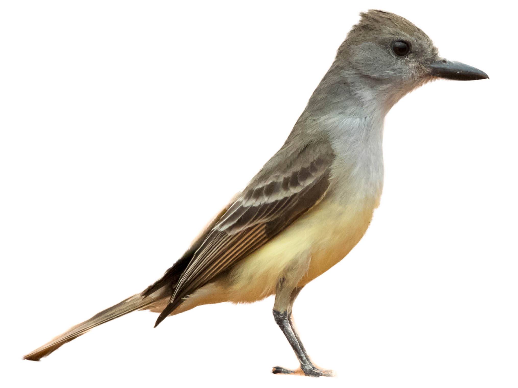 A photo of a Brown-crested Flycatcher (Myiarchus tyrannulus)