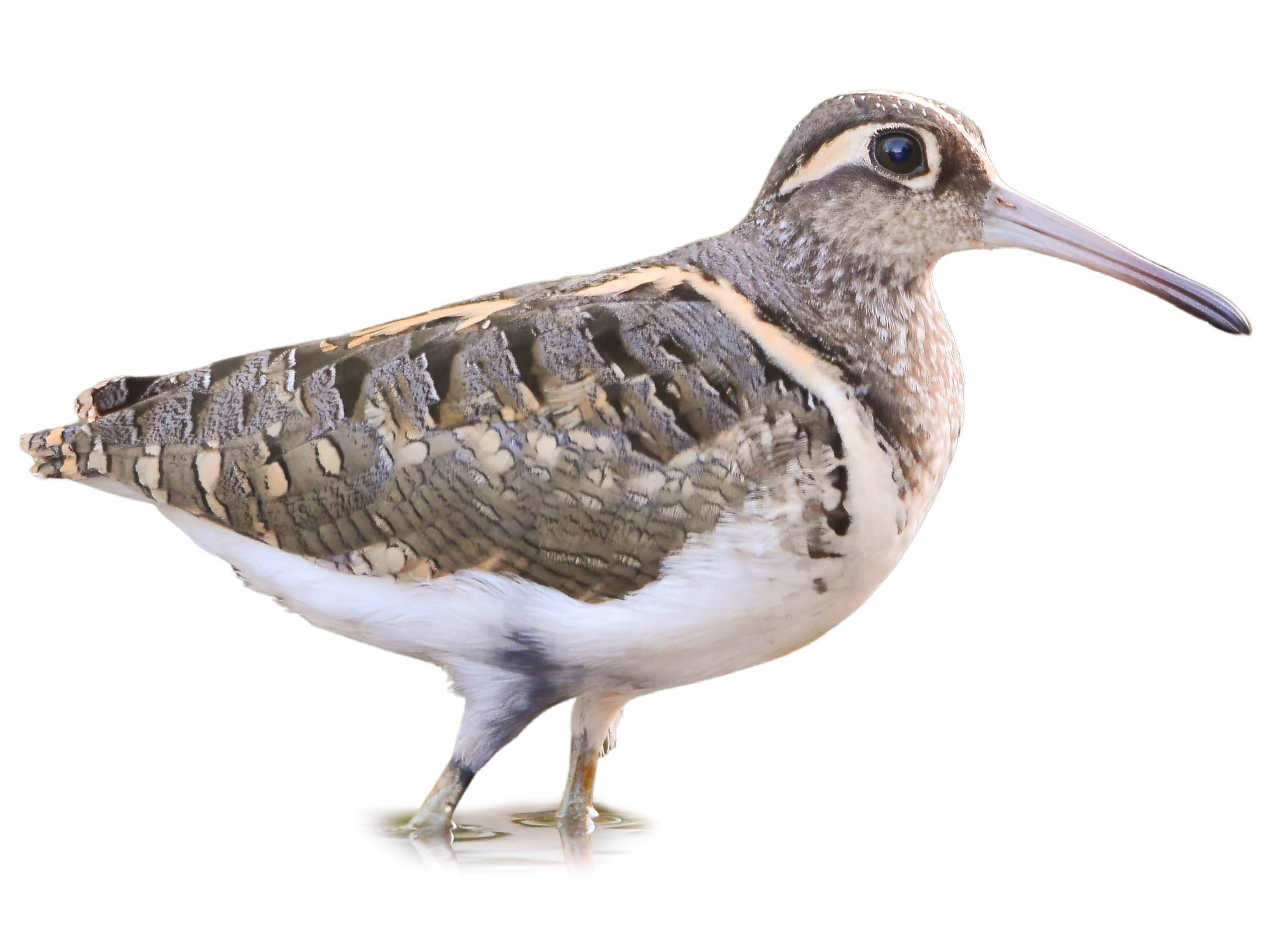 A photo of a Greater Painted-snipe (Rostratula benghalensis), male