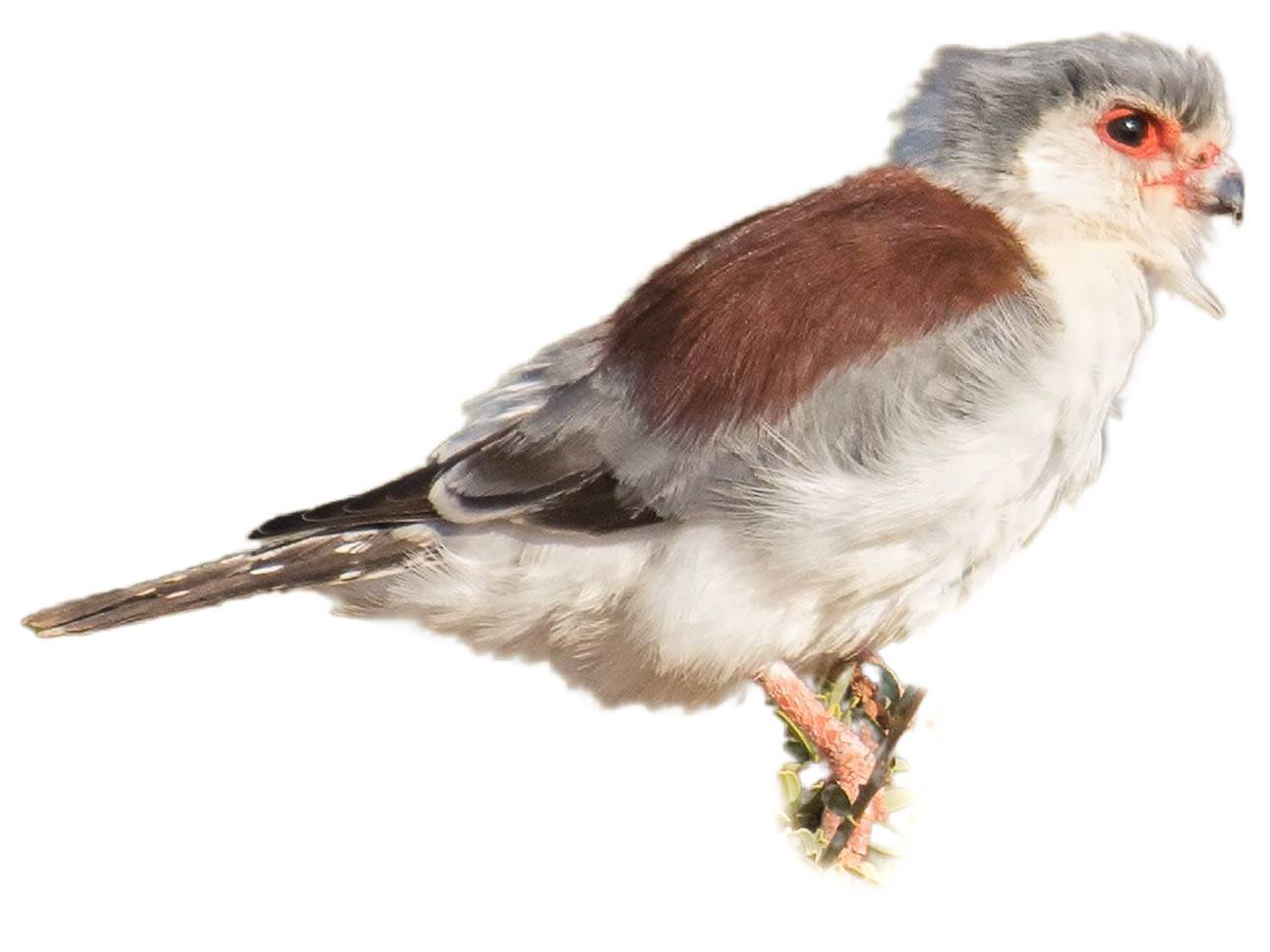 A photo of a Pygmy Falcon (Polihierax semitorquatus), male