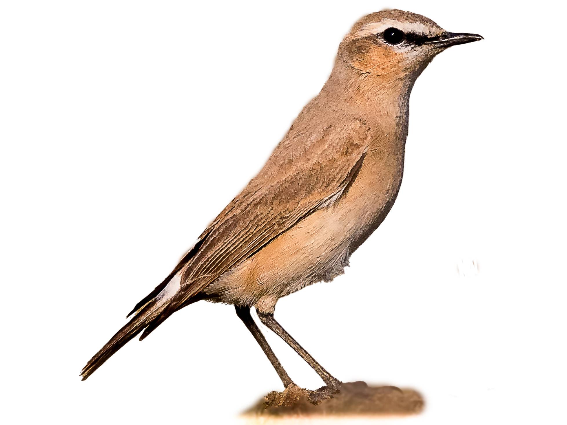 A photo of a Isabelline Wheatear (Oenanthe isabellina)