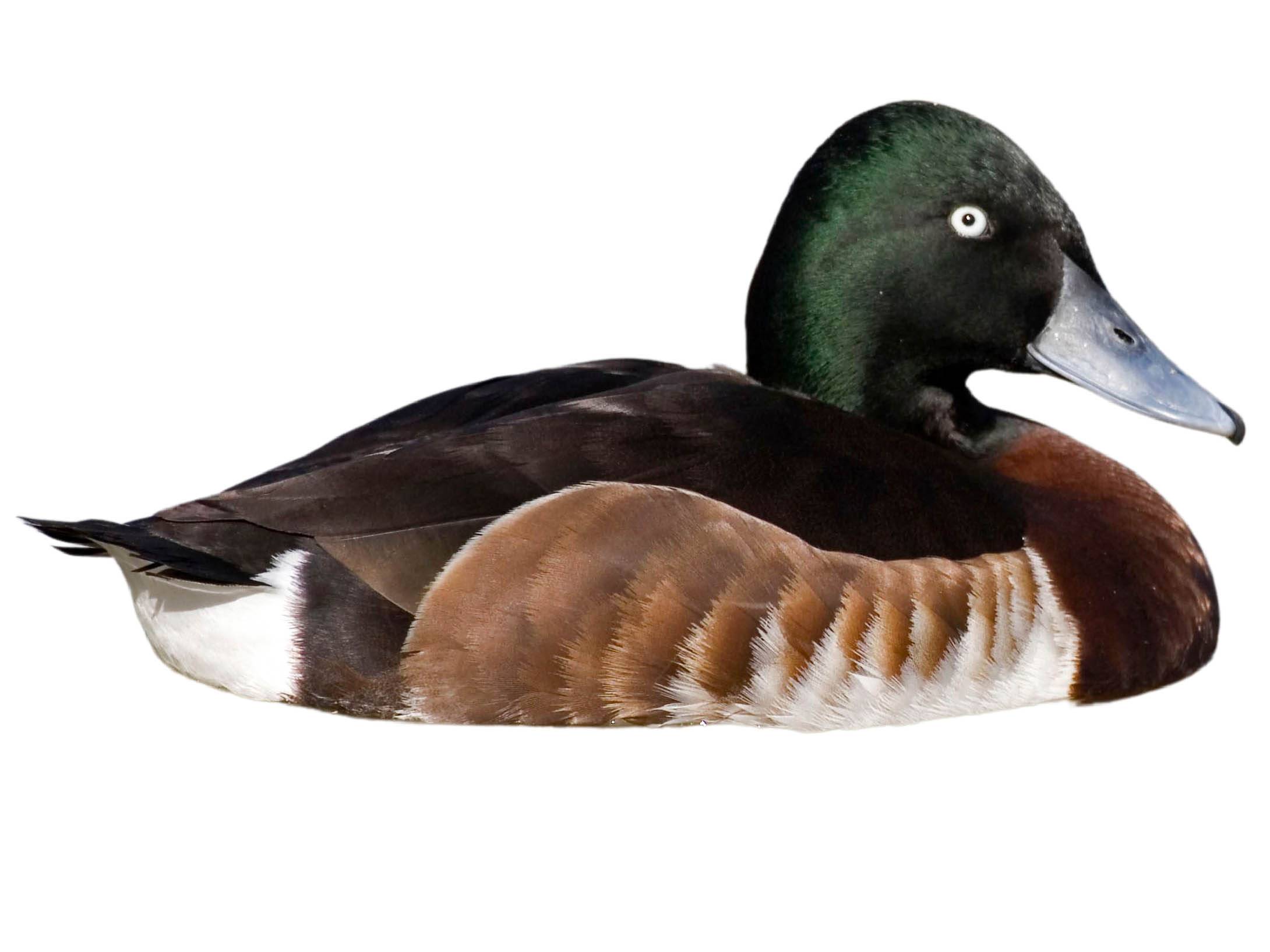 A photo of a Baer's Pochard (Aythya baeri), male