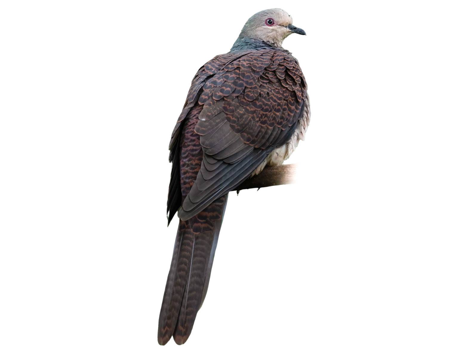 A photo of a Barred Cuckoo-Dove (Macropygia unchall)