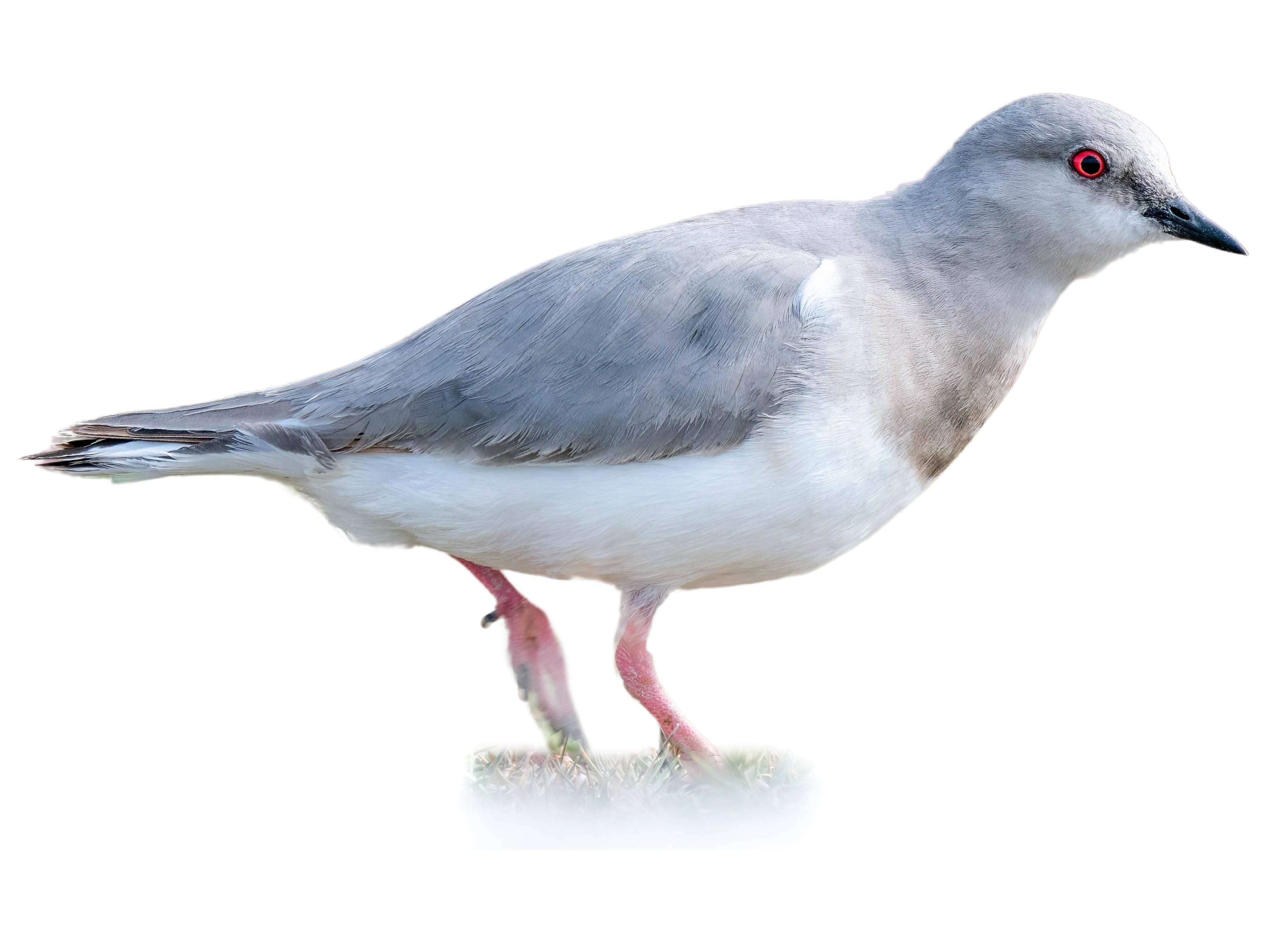 A photo of a Magellanic Plover (Pluvianellus socialis)