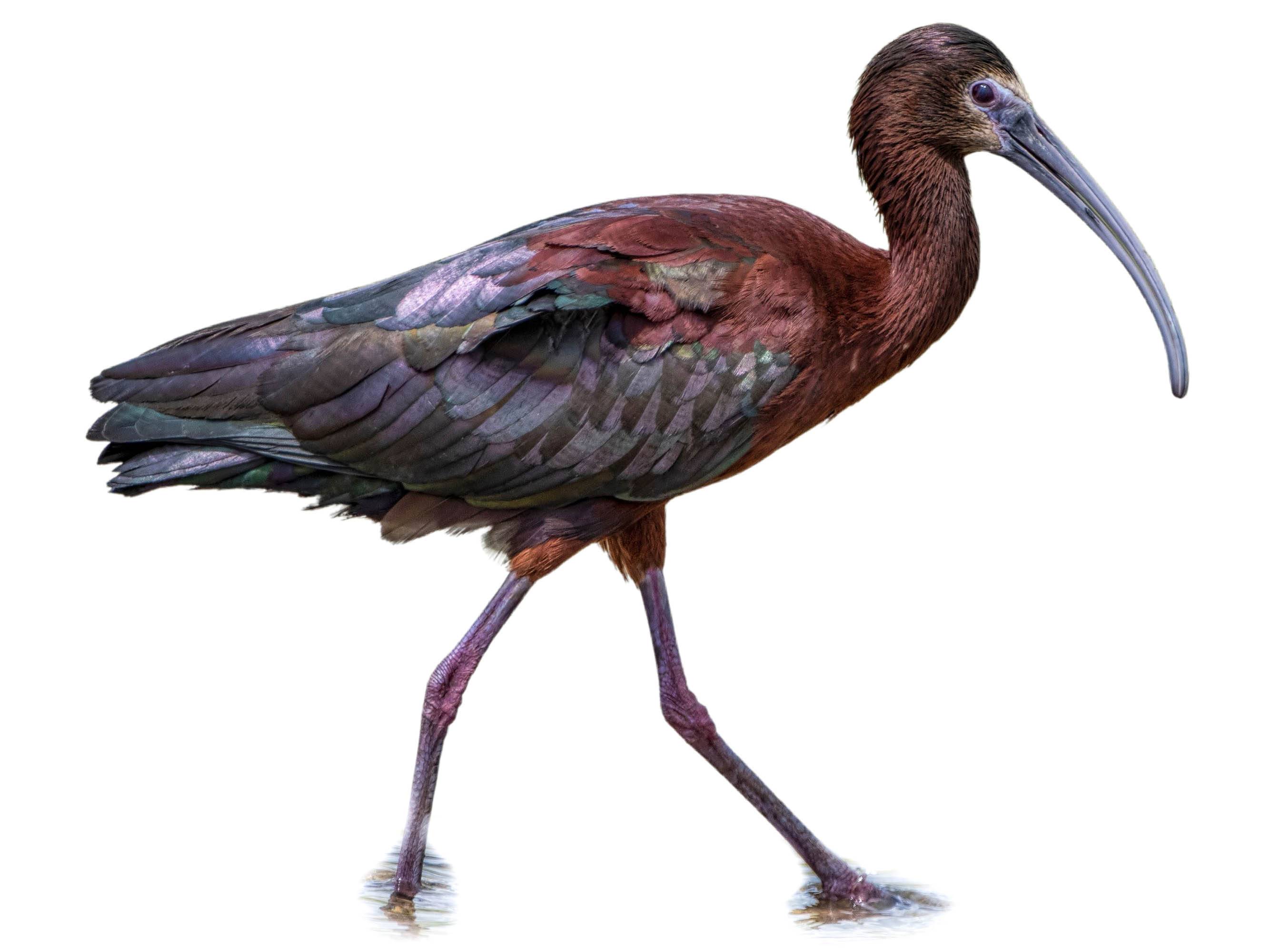 A photo of a White-faced Ibis (Plegadis chihi)