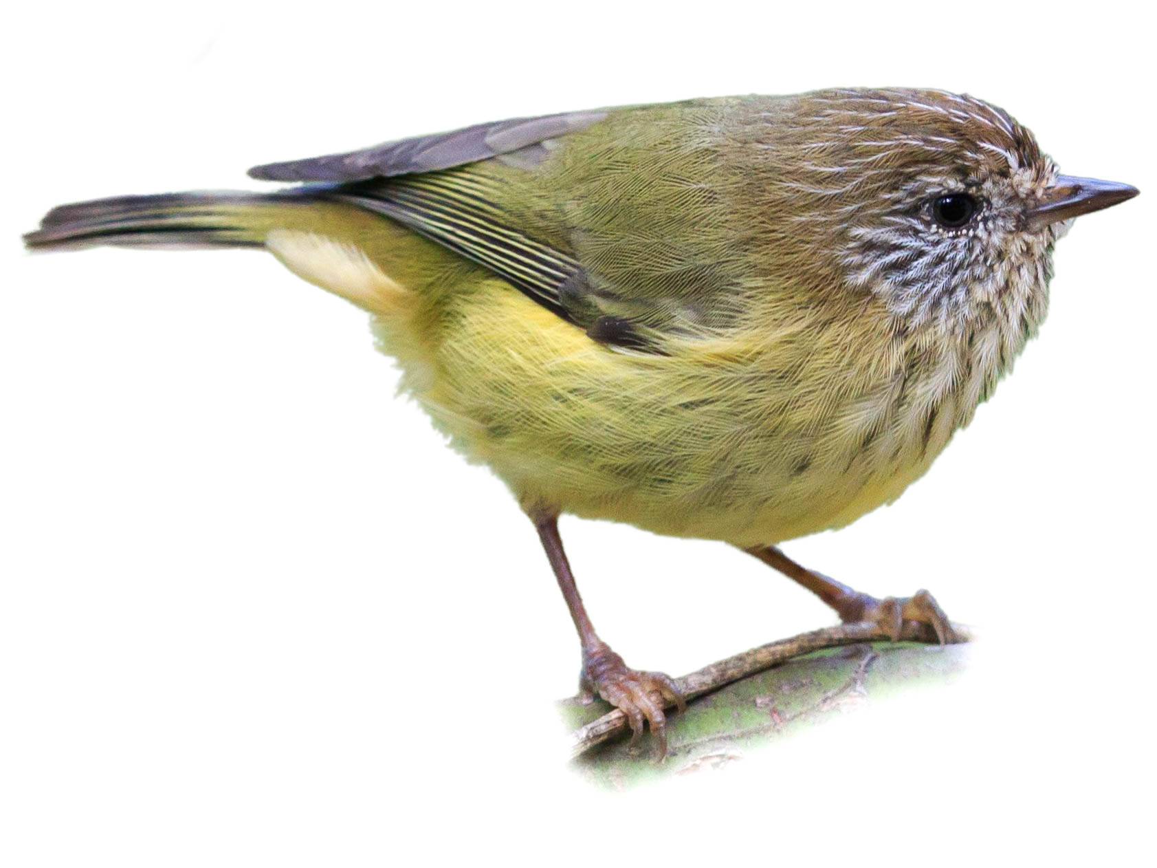 A photo of a Striated Thornbill (Acanthiza lineata)