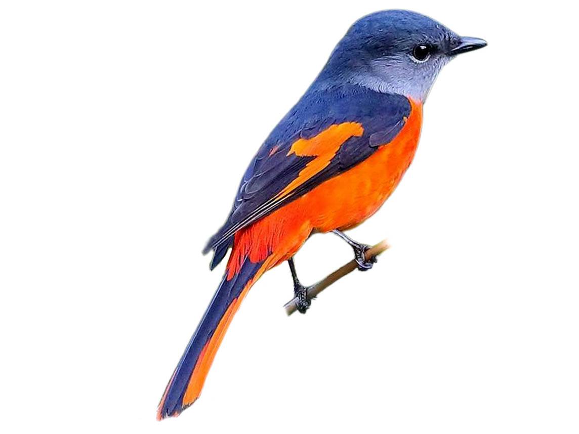 A photo of a Grey-chinned Minivet (Pericrocotus solaris), male