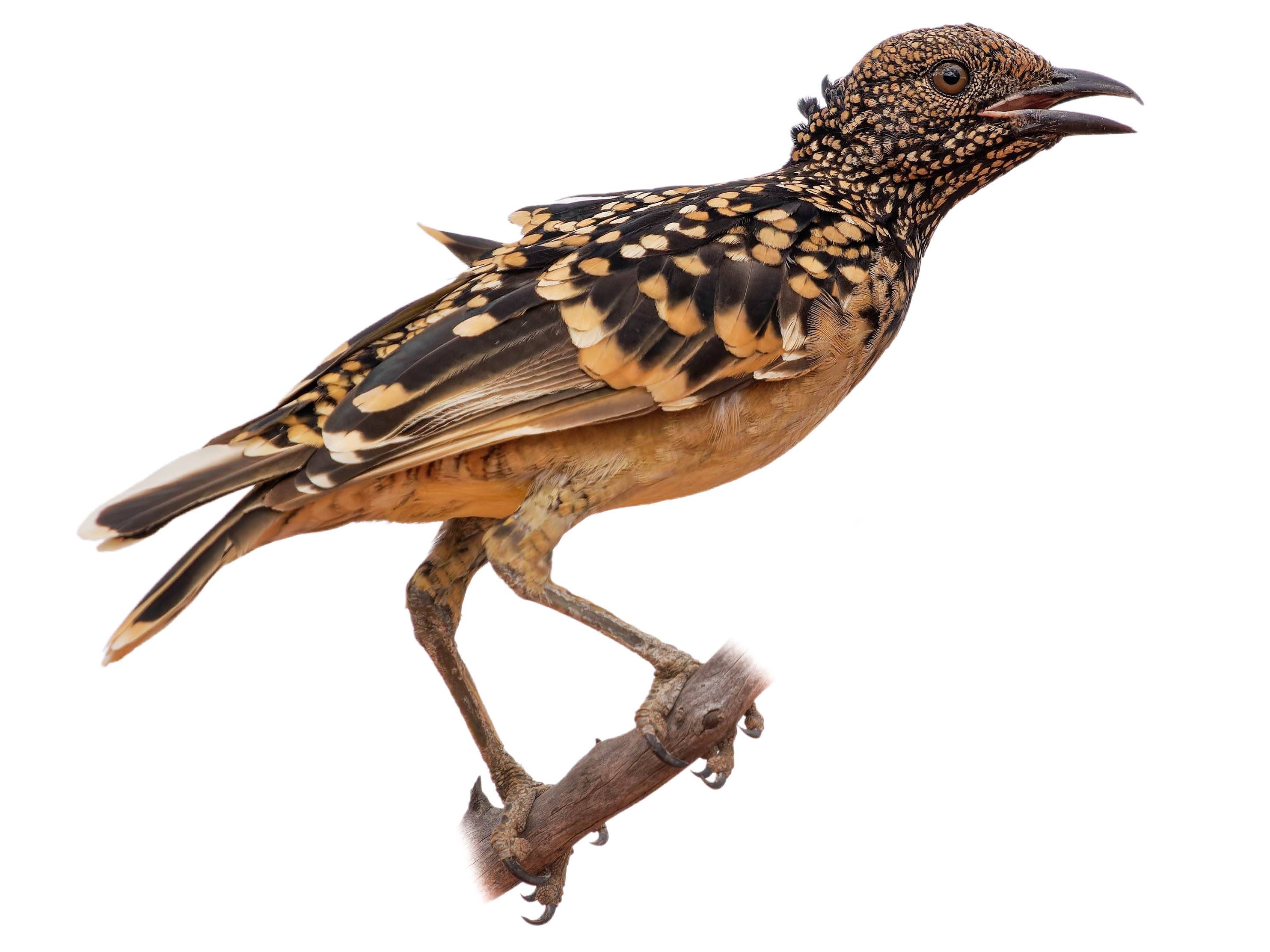 A photo of a Western Bowerbird (Chlamydera guttata)