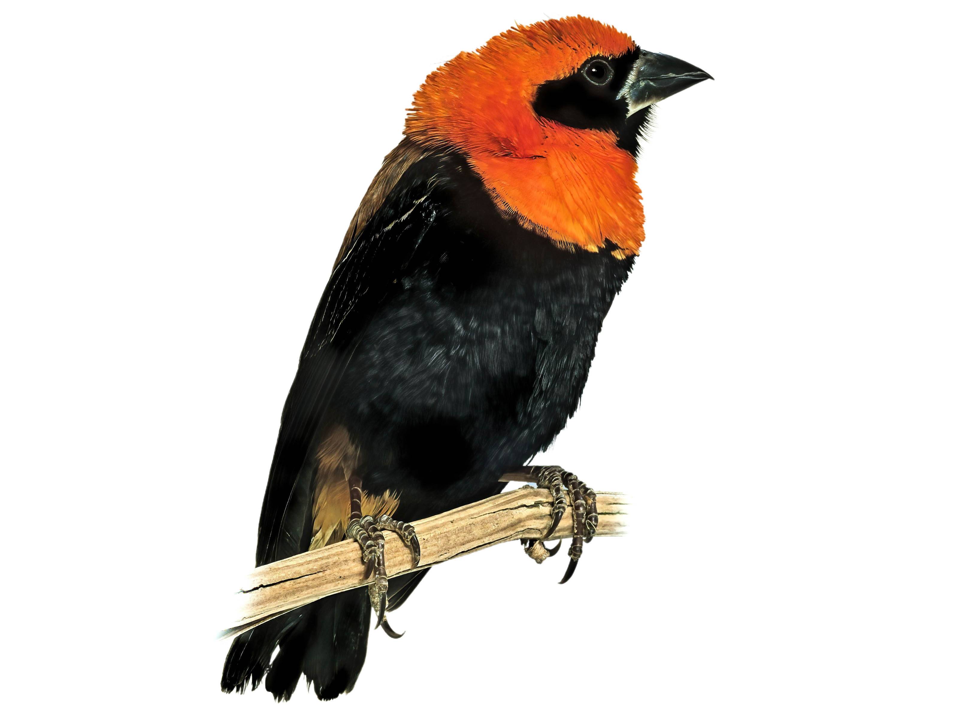 A photo of a Black-winged Red Bishop (Euplectes hordeaceus), male