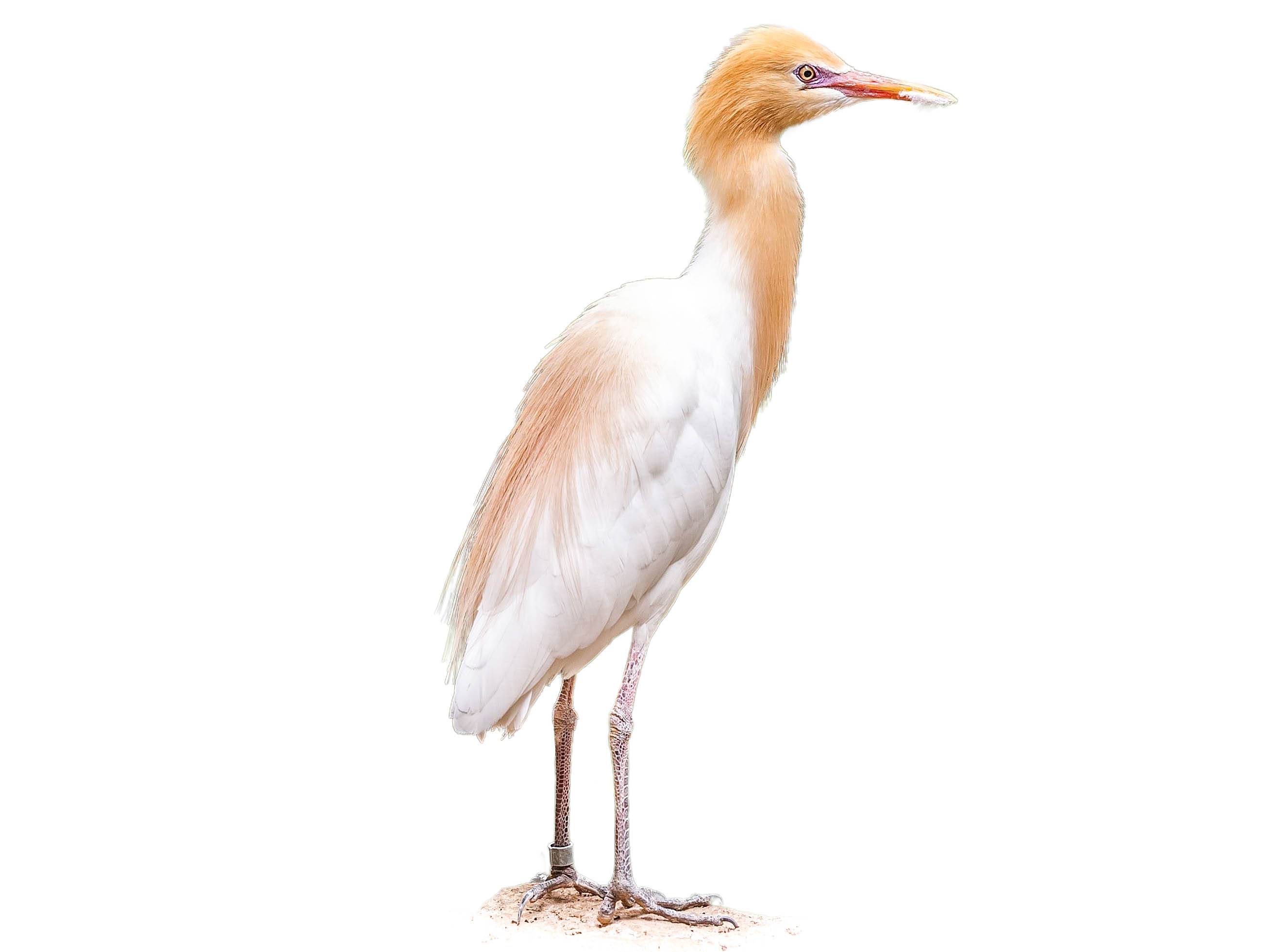 A photo of a Eastern Cattle Egret (Bubulcus coromandus)