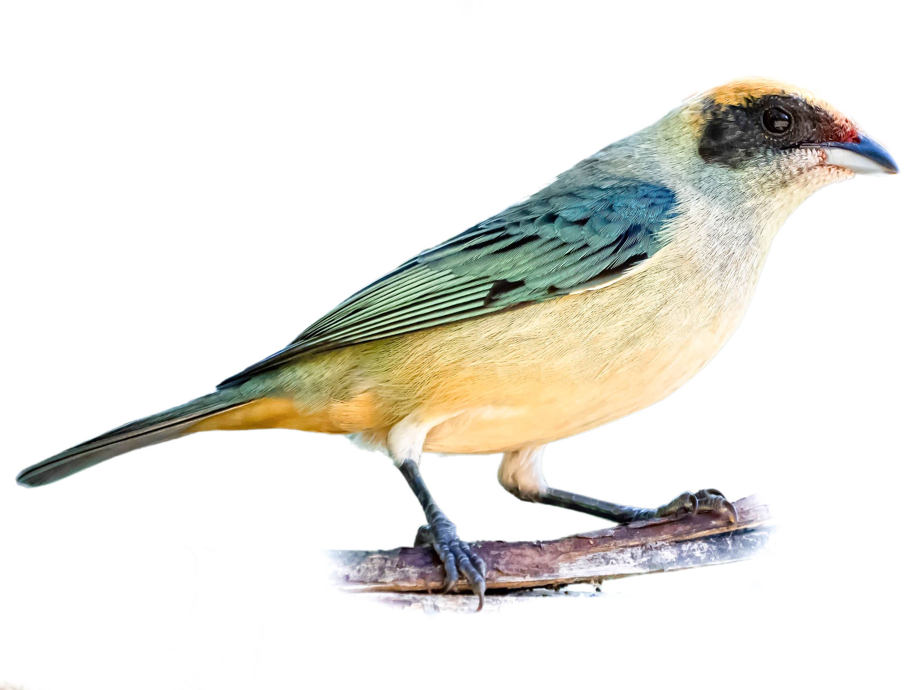 A photo of a Burnished-buff Tanager (Stilpnia cayana), male